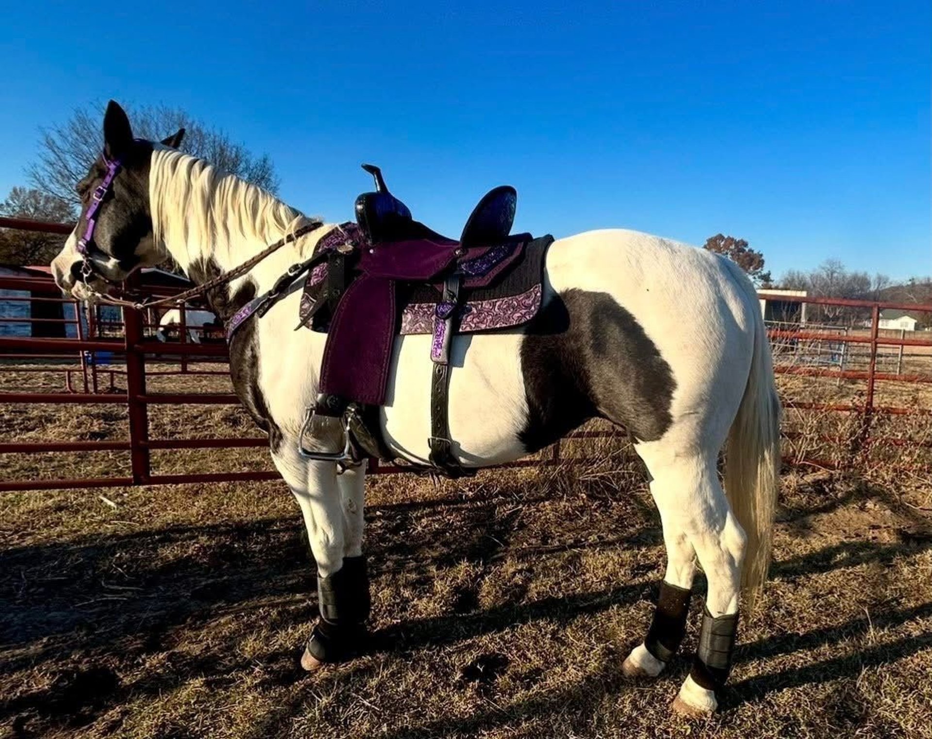 American Morgan Mare, 7yo, 60cm, White, Austin - News Directory 3