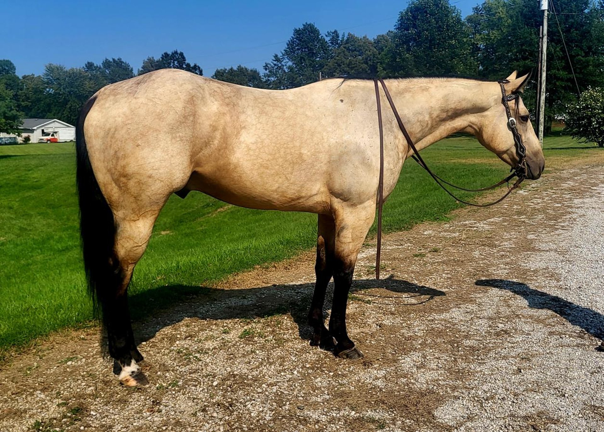 American Quarter Horse Gelding 6 years Buckskin in Robards, KY