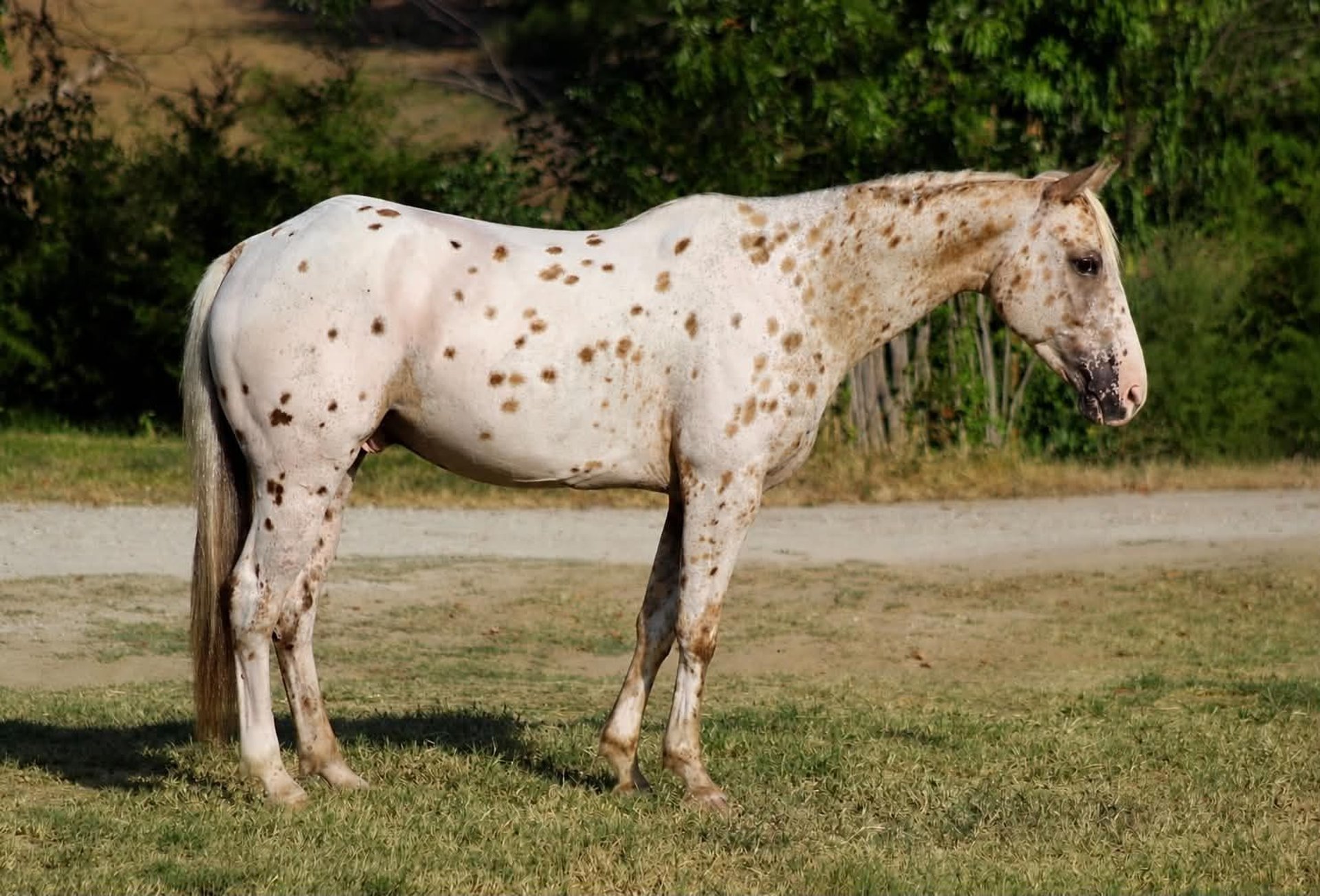 Bex, Appaloosa-Tigerschecke, Impression 3