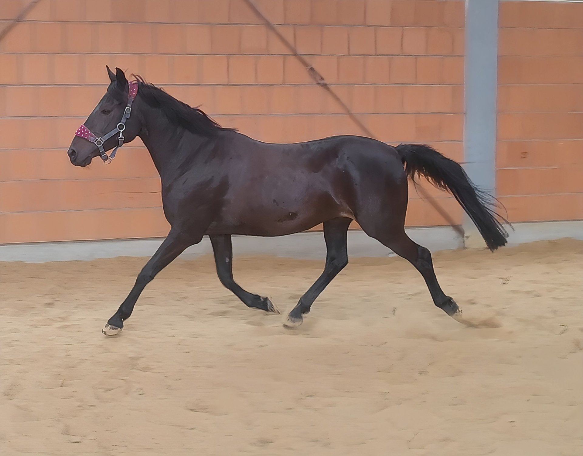 German Riding Pony Mare 11 years 14,1 hh Black in Lage
