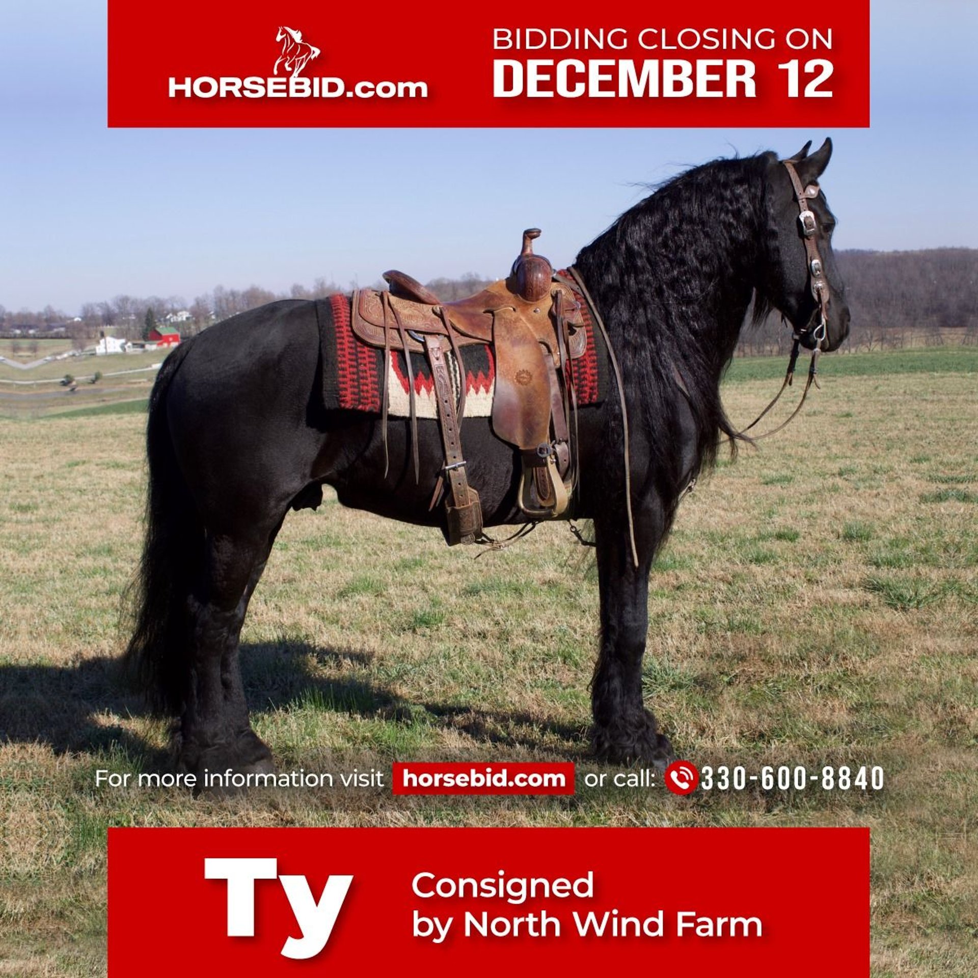 Friesian horses Gelding 10 years 15,2 hh Black in Millersburg, OH