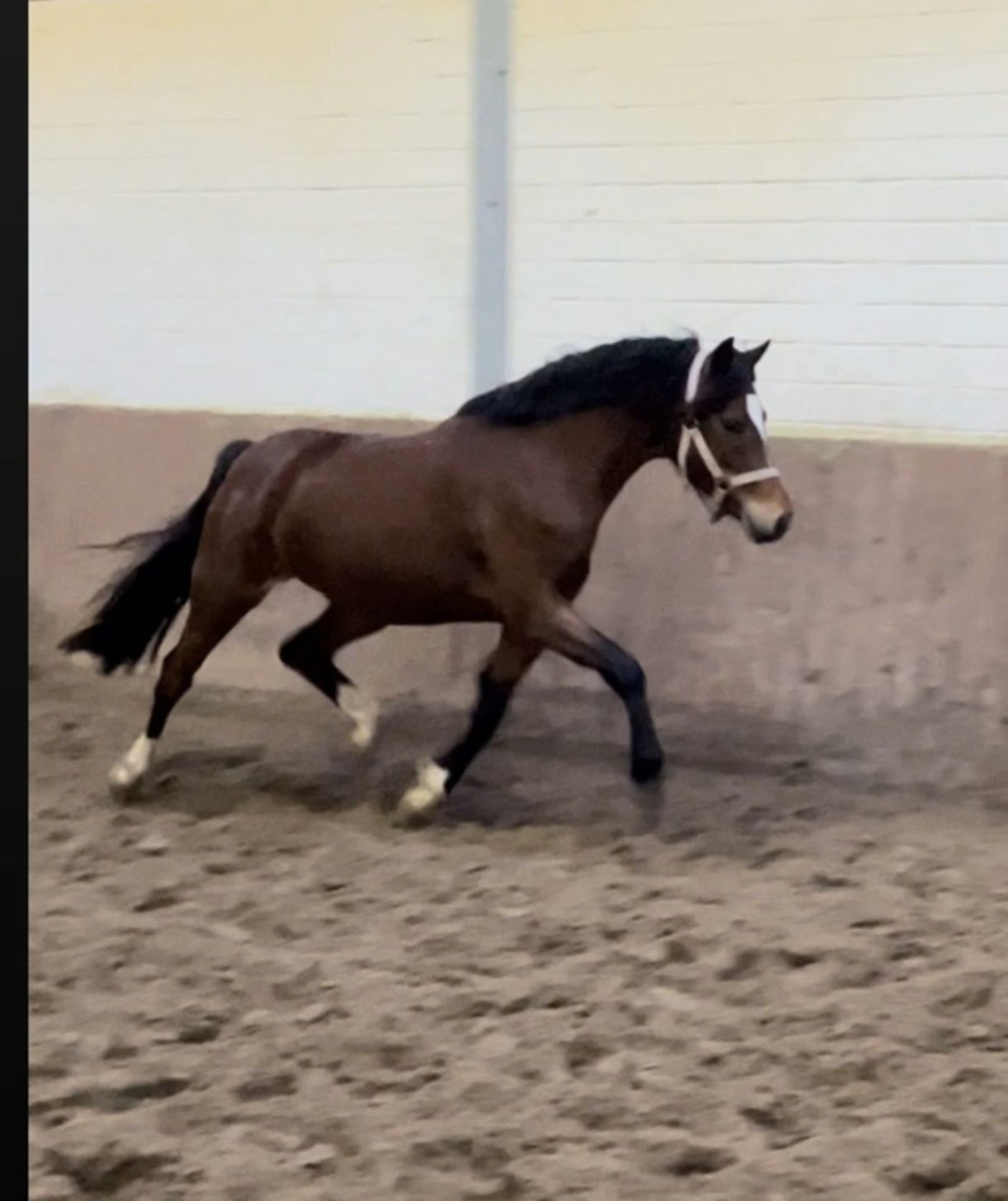 Deutsches Reitpony Stute 3 Jahre 144 Cm In Apen