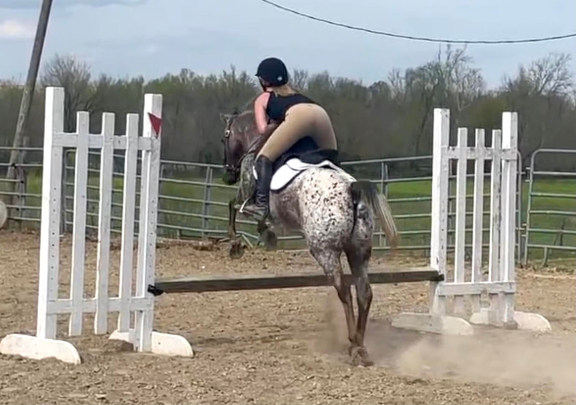 American Quarter Horse Mare 14 years 13,2 hh Chestnut in Borden IN