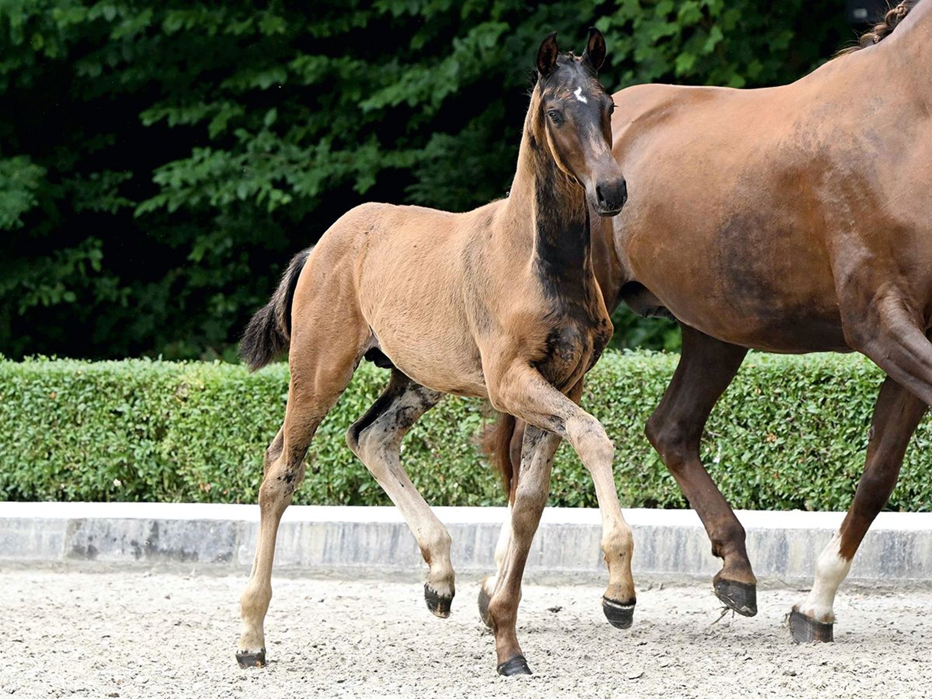 Bad Stallion Hanoverian Stallion Foal (04/2025) Brown in Bad Bevensen