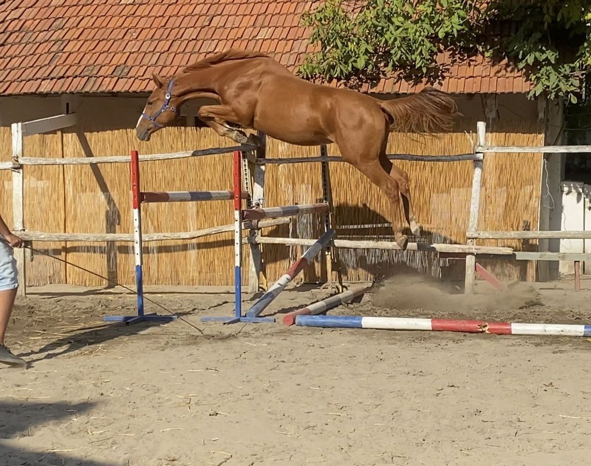 世界有名な KWPN Gelding 4 years 16,2 hh Chestnut in Bekescsaba ブロメリア・エアープランツ
