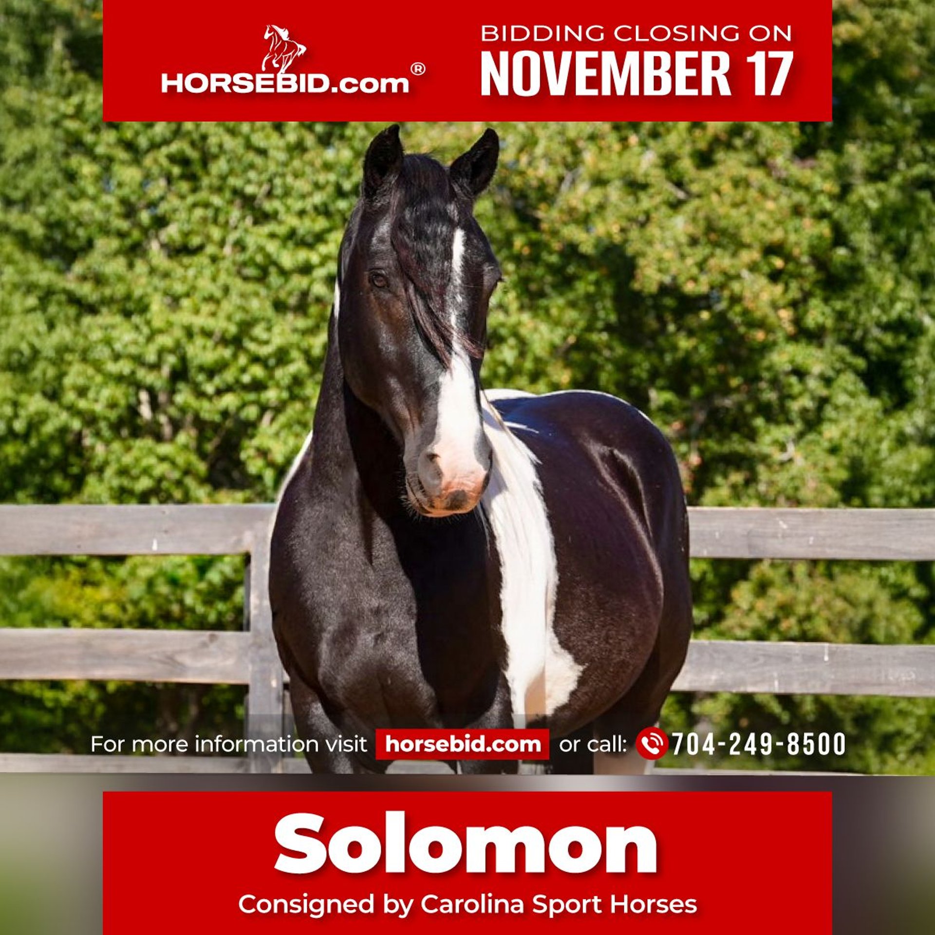 Frison Croisé Hongre 6 Ans Pinto in Clover