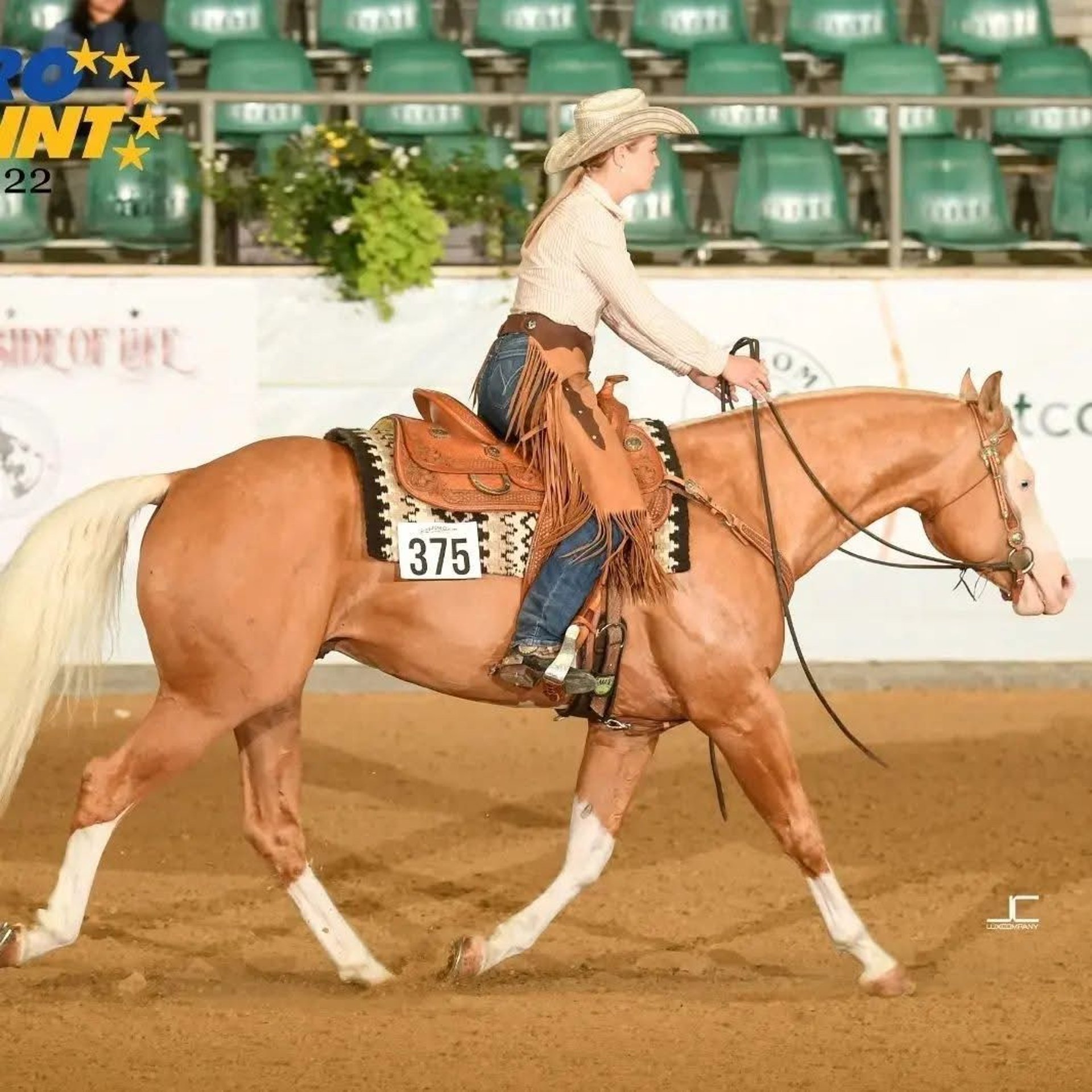 Mister, Palomino Quarter-Horse-Hengst, Impression 1