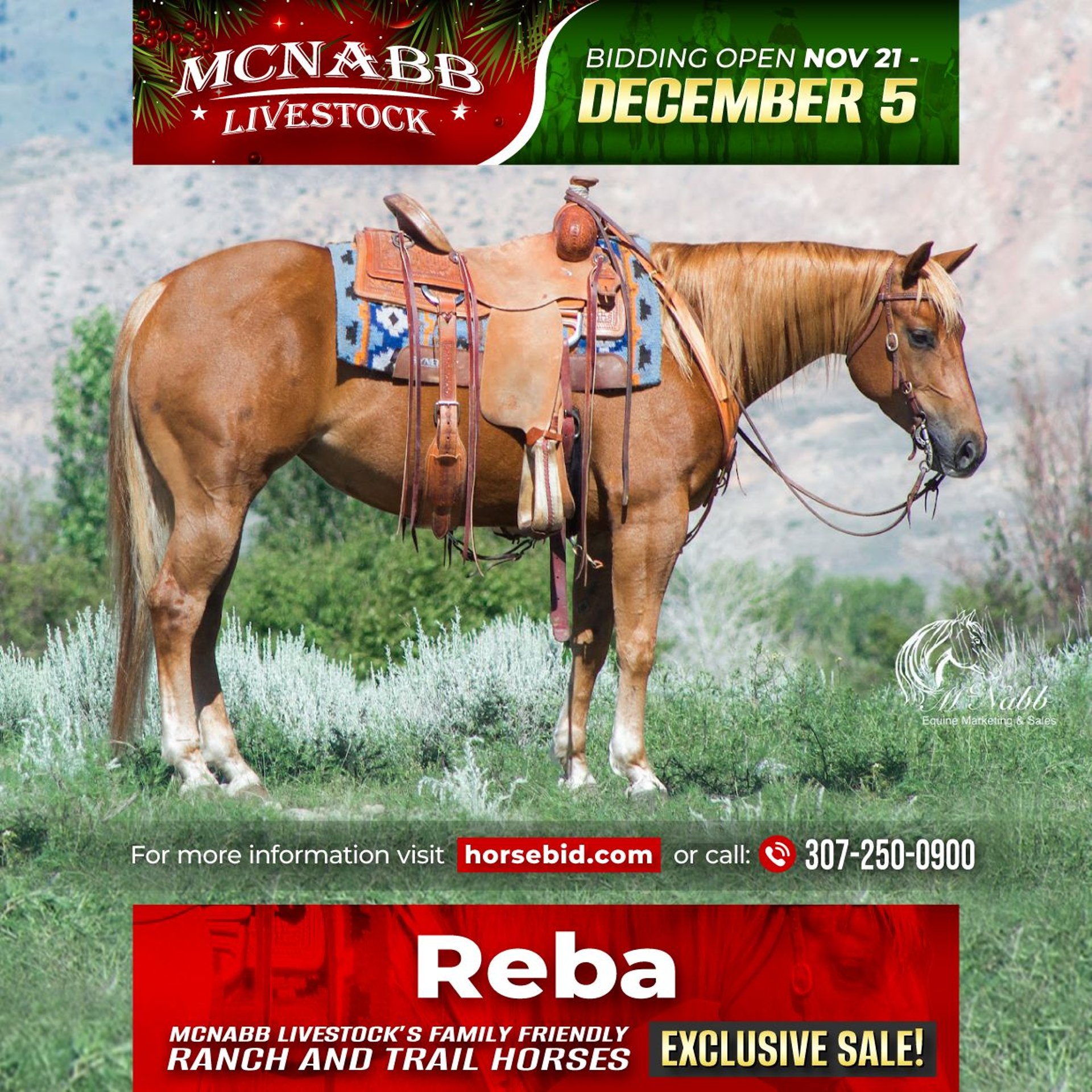 American Quarter Horse Mare 5 years 14,1 hh Sorrel in Cody, WY