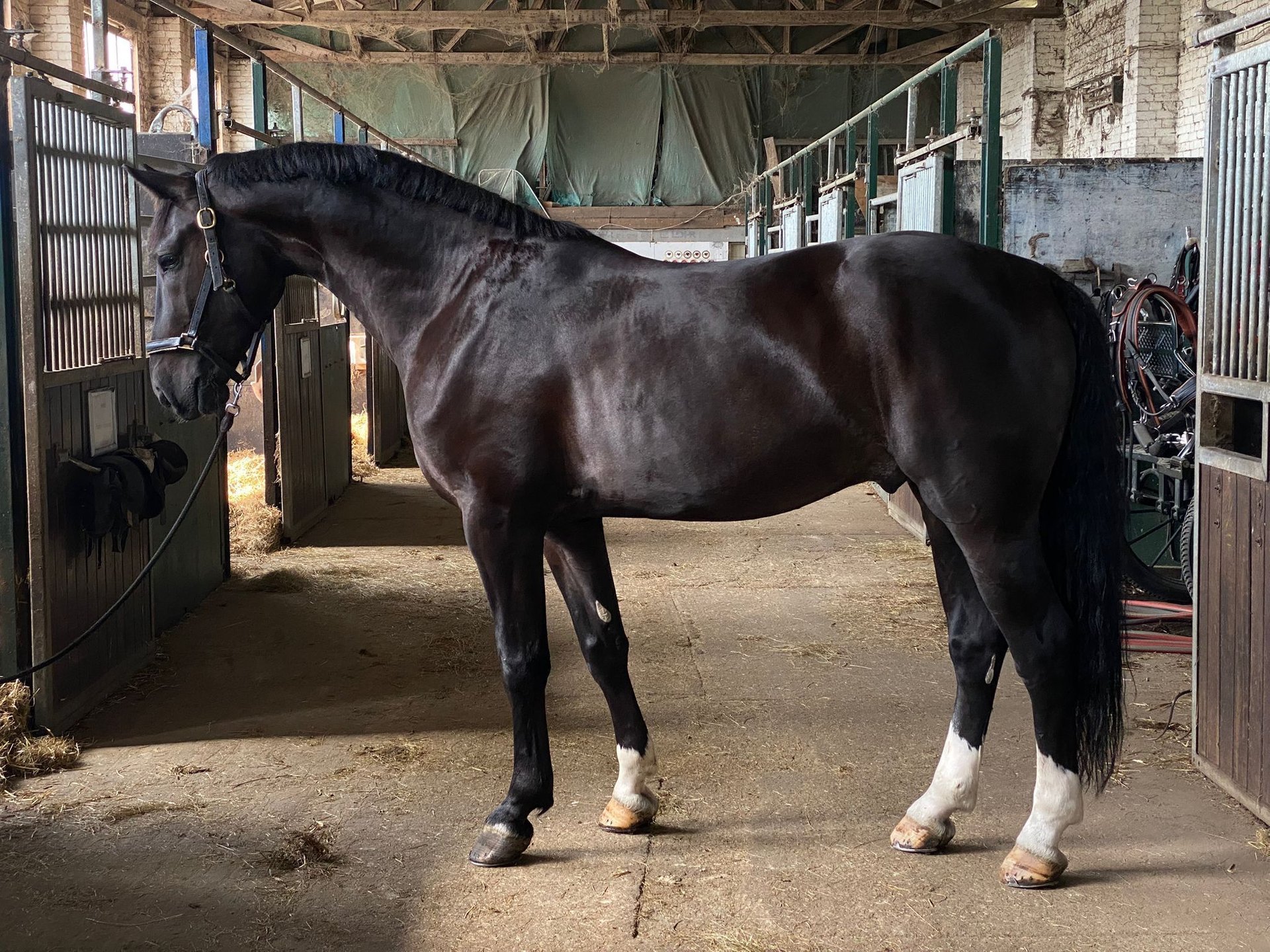 Schweres Warmblut Wallach 5 Jahre 170 cm Rappe in Schorfheide