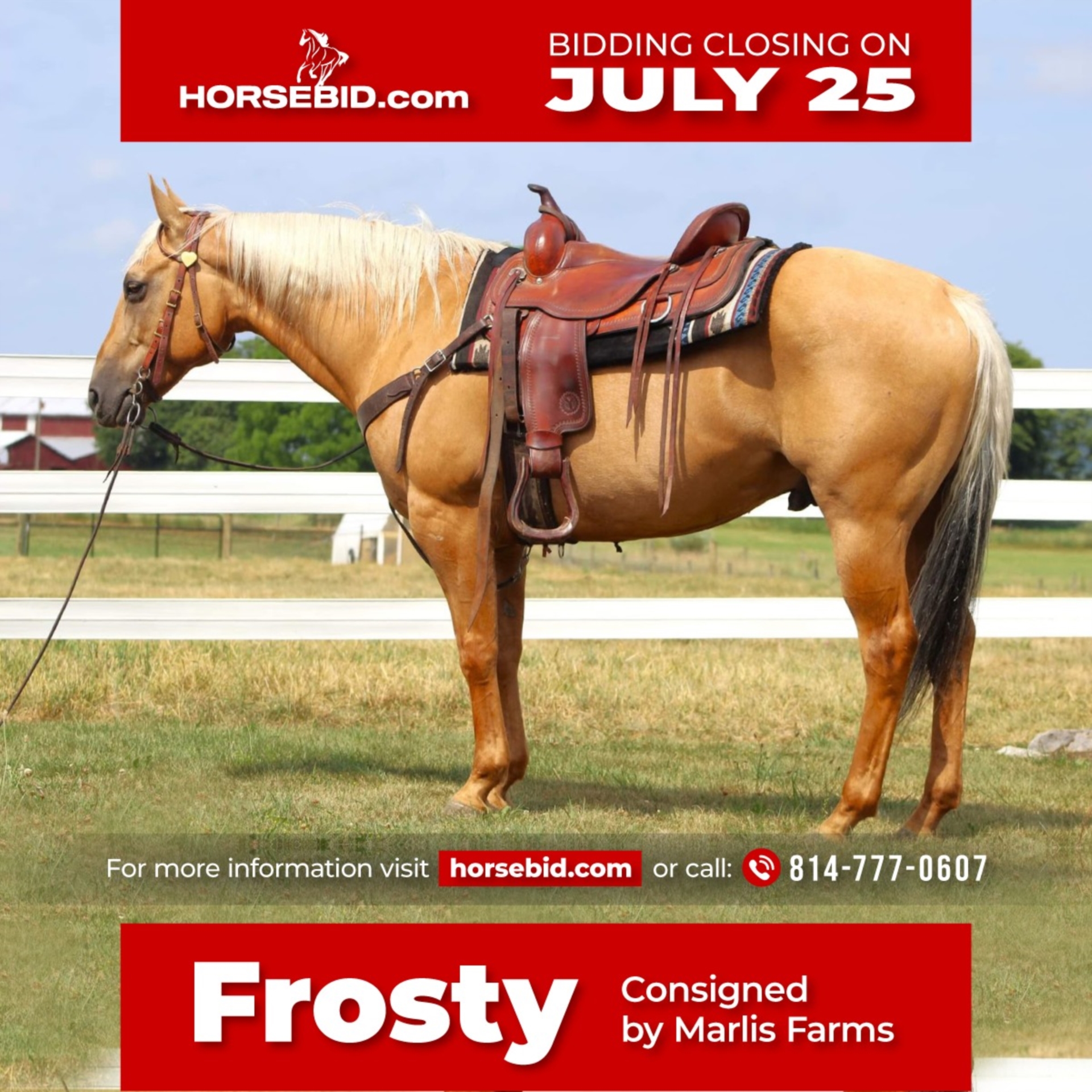 Caballo cuarto de milla Caballo castrado 12 años 150 cm Palomino in