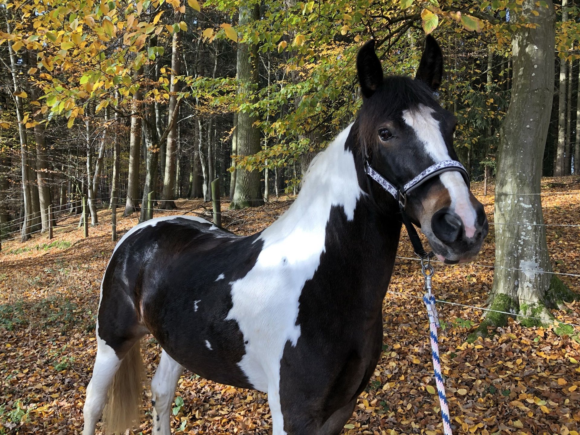 polish-warmblood-mare-11-years-16-hh-pinto-in-train