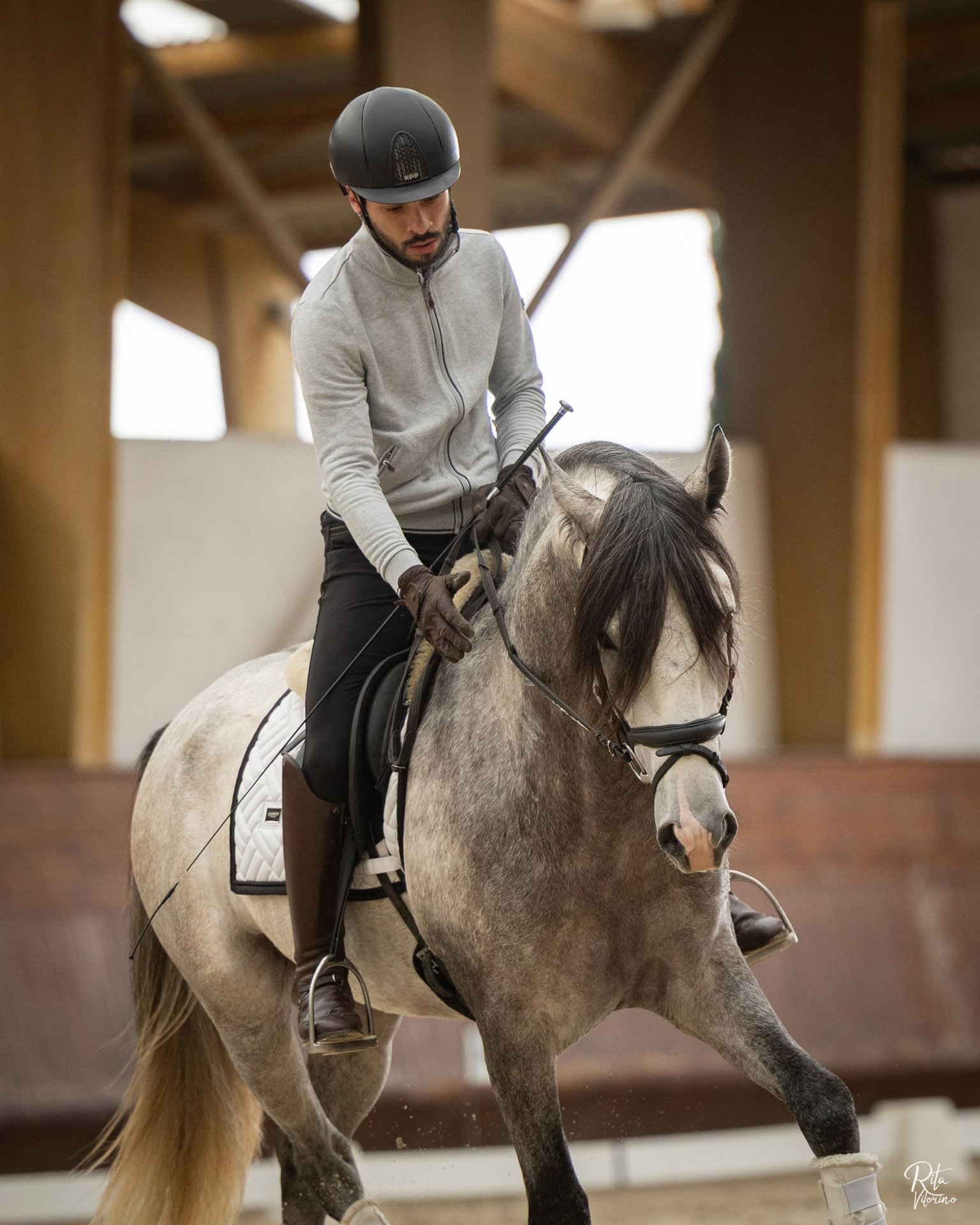 Lusitano-Hengst, Impression 2