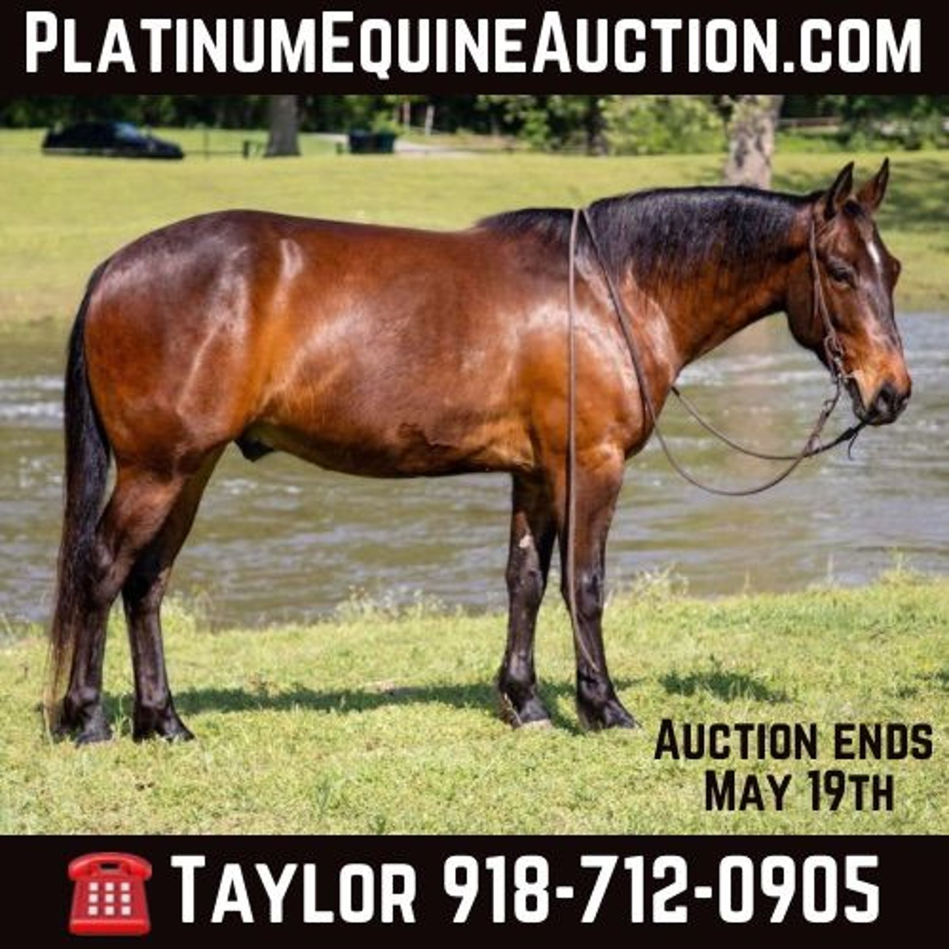 American Quarter Horse Gelding 4 years 13,3 hh Bay in Sallisaw OK