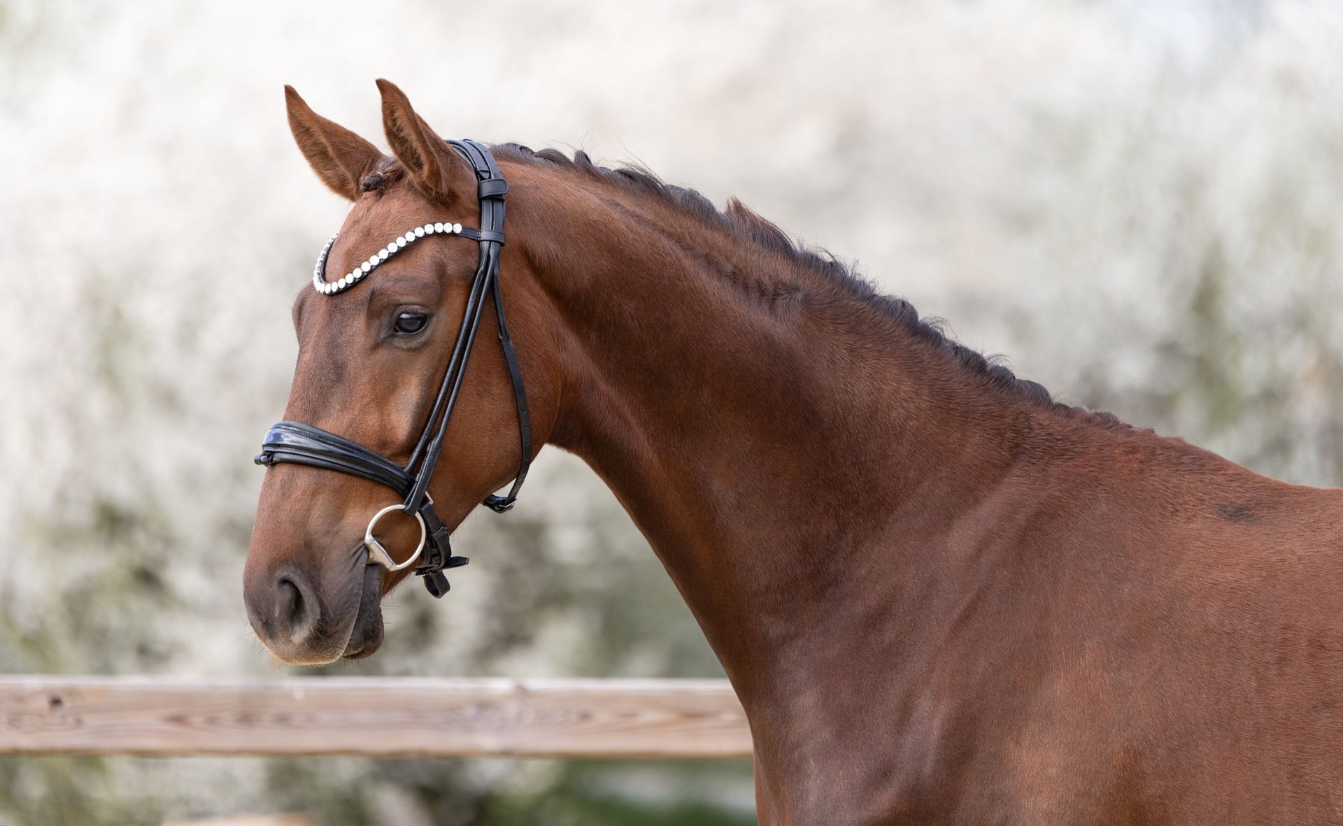 deutsches-sportpferd-wallach-3-jahre-169-cm-dunkelfuchs-in-bad