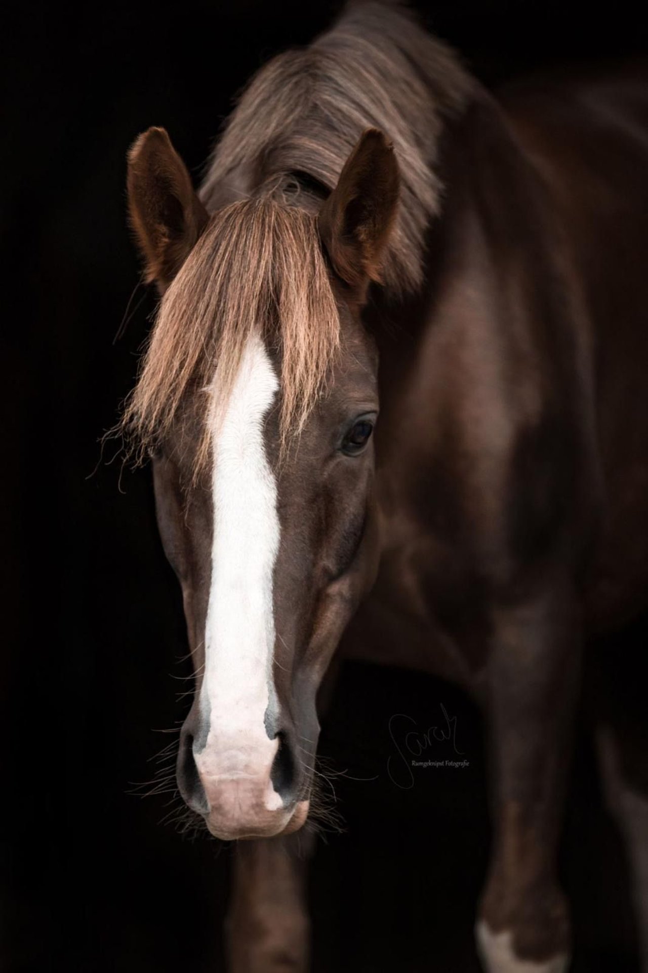 Deutsches Reitpony Wallach 11 Jahre 151 cm Dunkelfuchs in Emmendingen
