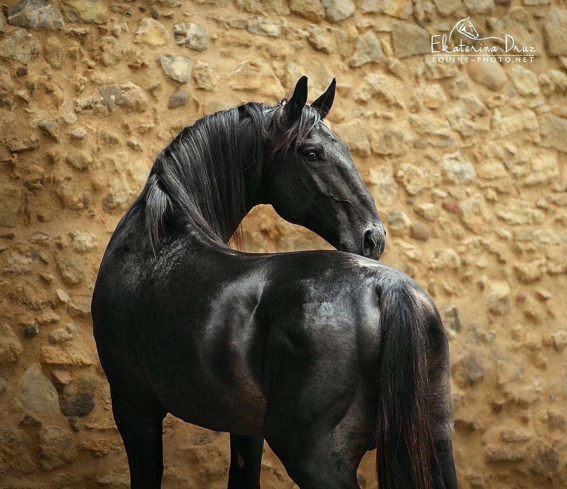 Maremmano Stallion 8 years 16,2 hh Smoky-Black in Magliano in Toscana