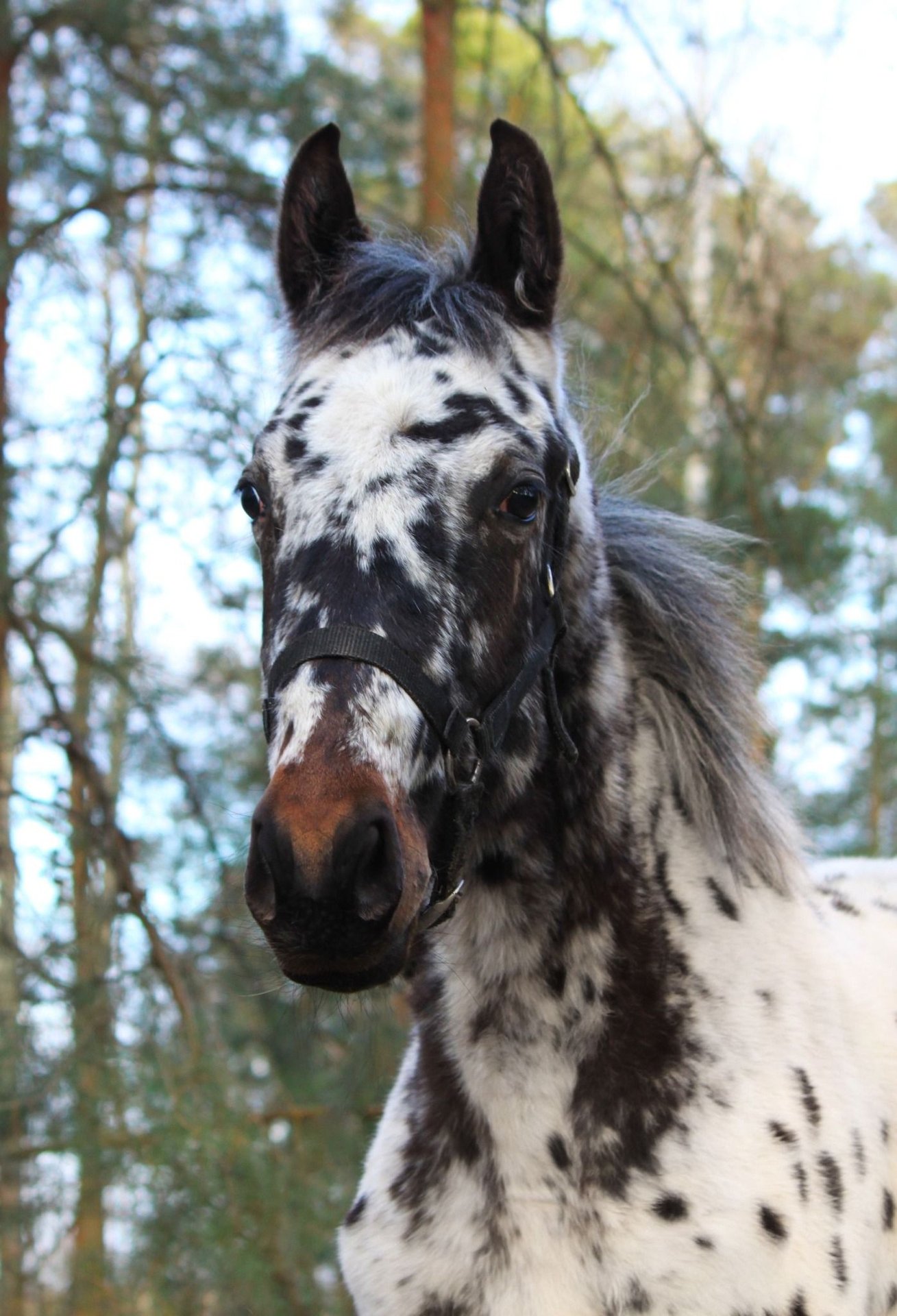 Friesian horses Gelding 3 years 16 hh Black in Thumby