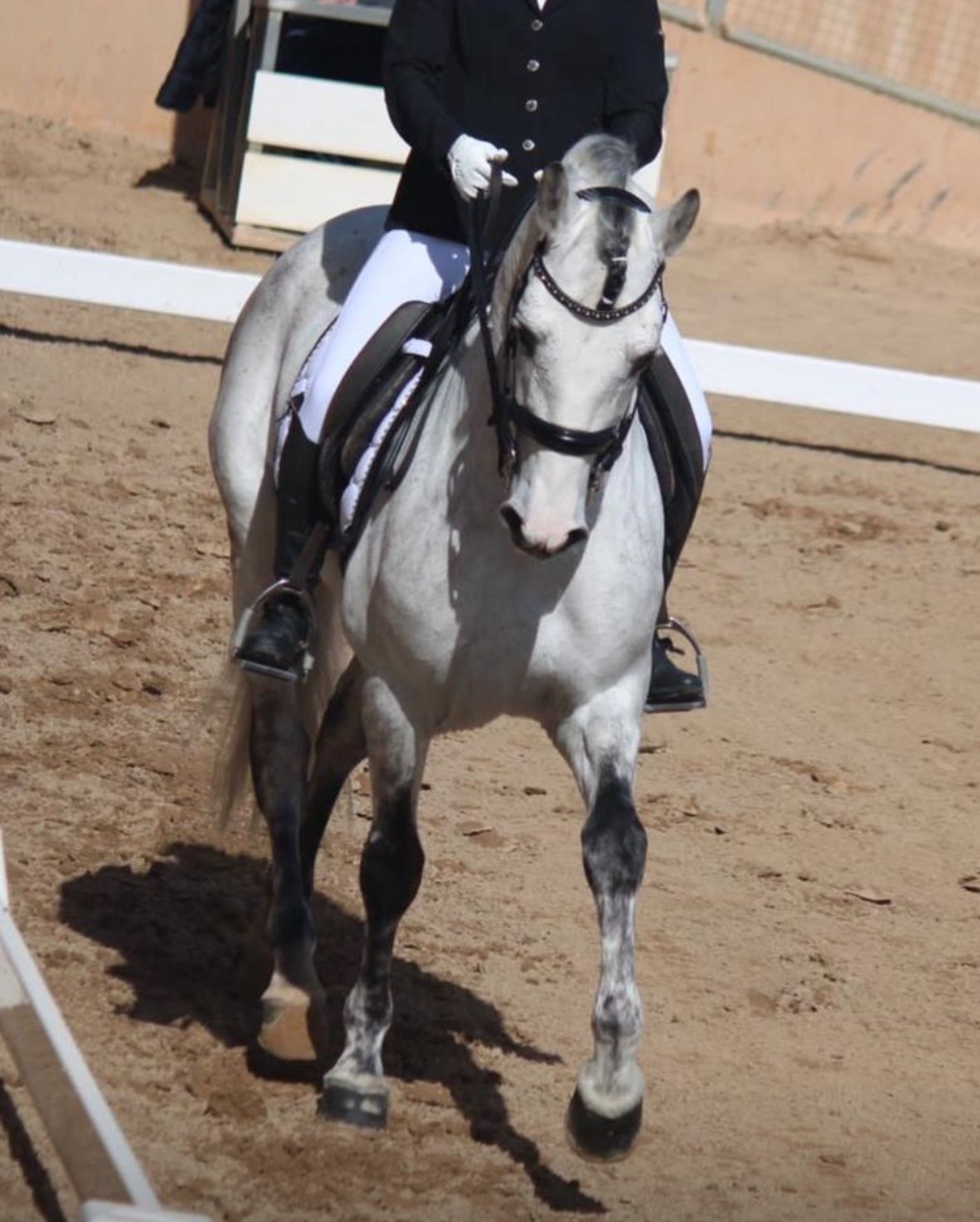 PRE Mix Stallion 11 years 16 hh Gray-Dapple in Martfeld