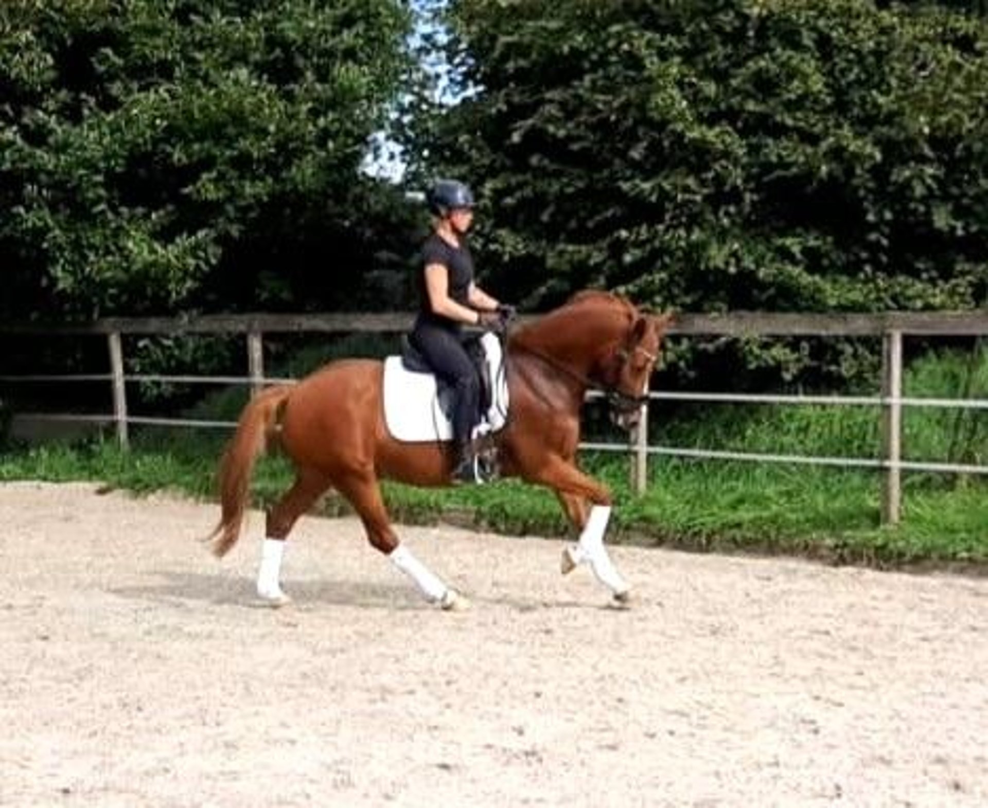 Deutsches Reitpony Wallach 8 Jahre 146 Cm Fuchs In Tönisvorst