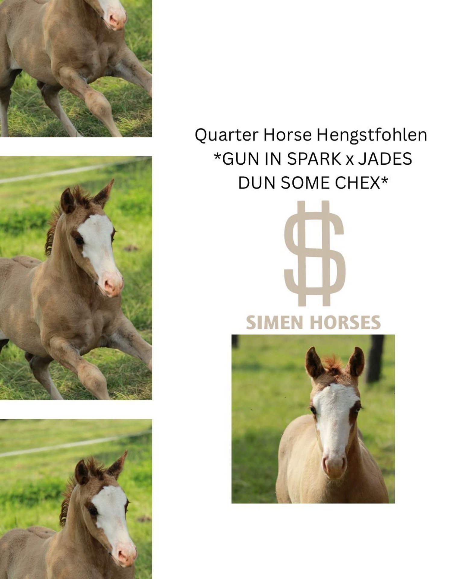 y.reiten s-l1200.jpg