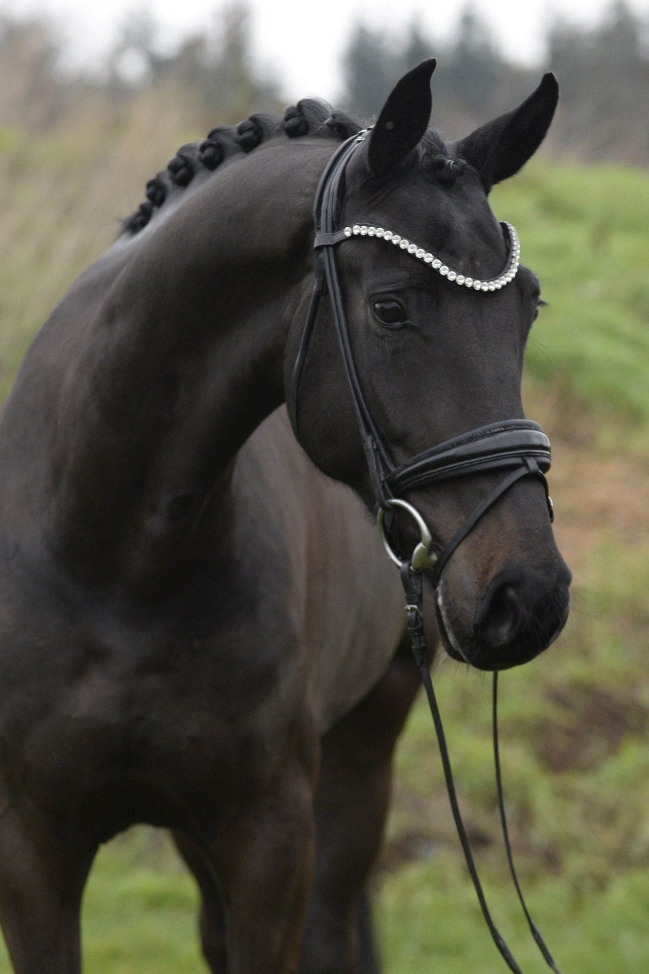 Oldenburg Gelding 5 years 16,2 hh Bay-Dark in Sassenberg