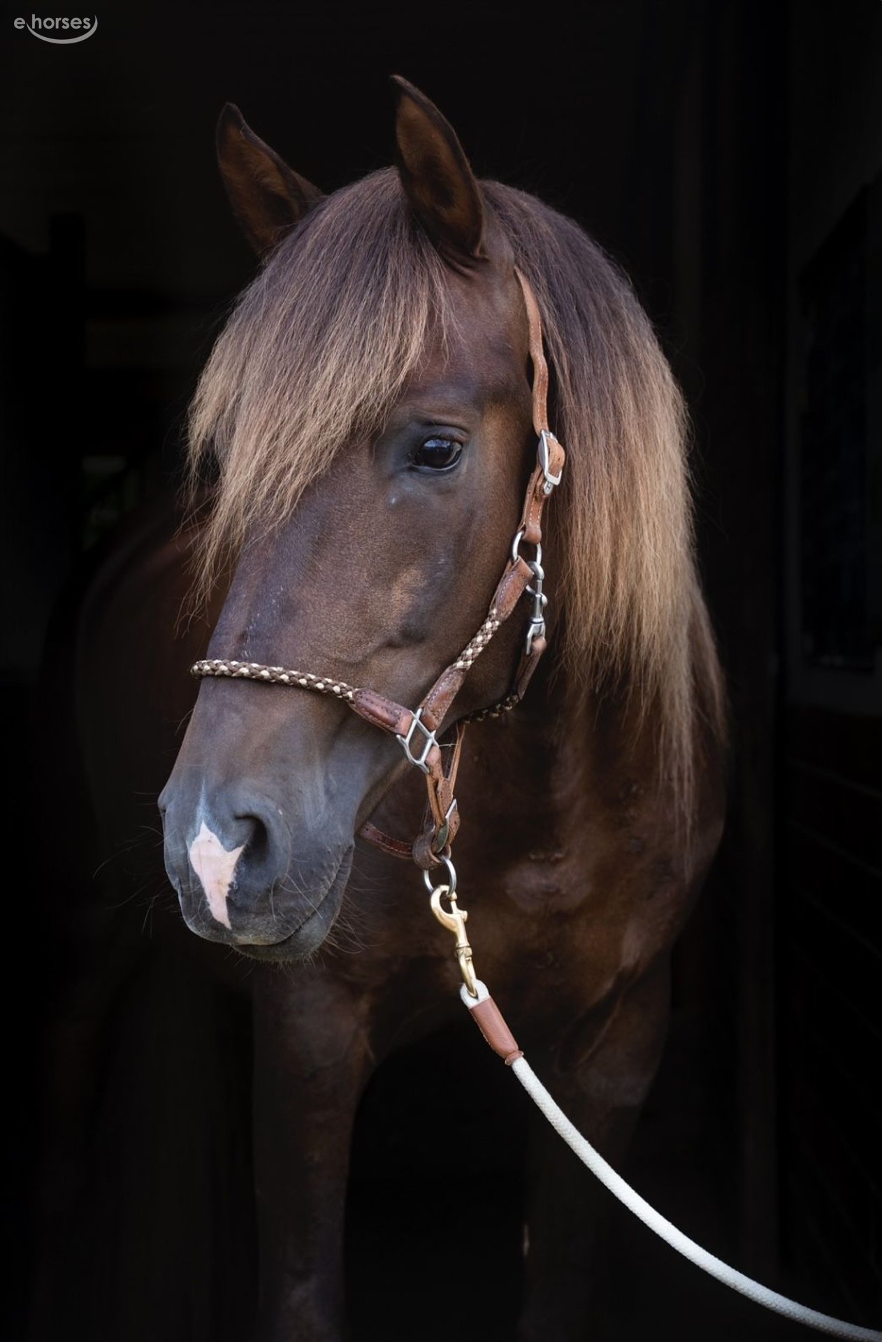 PRE Mix Stallion 9 years 16,3 hh in München