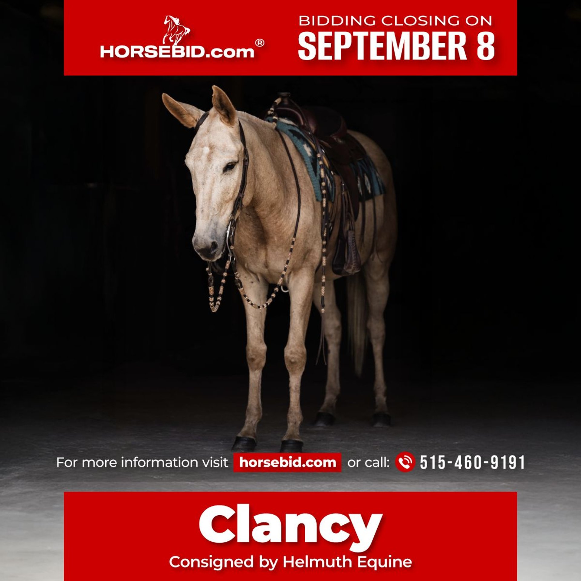 Mule Gelding years 15,2 hh Palomino in Ames