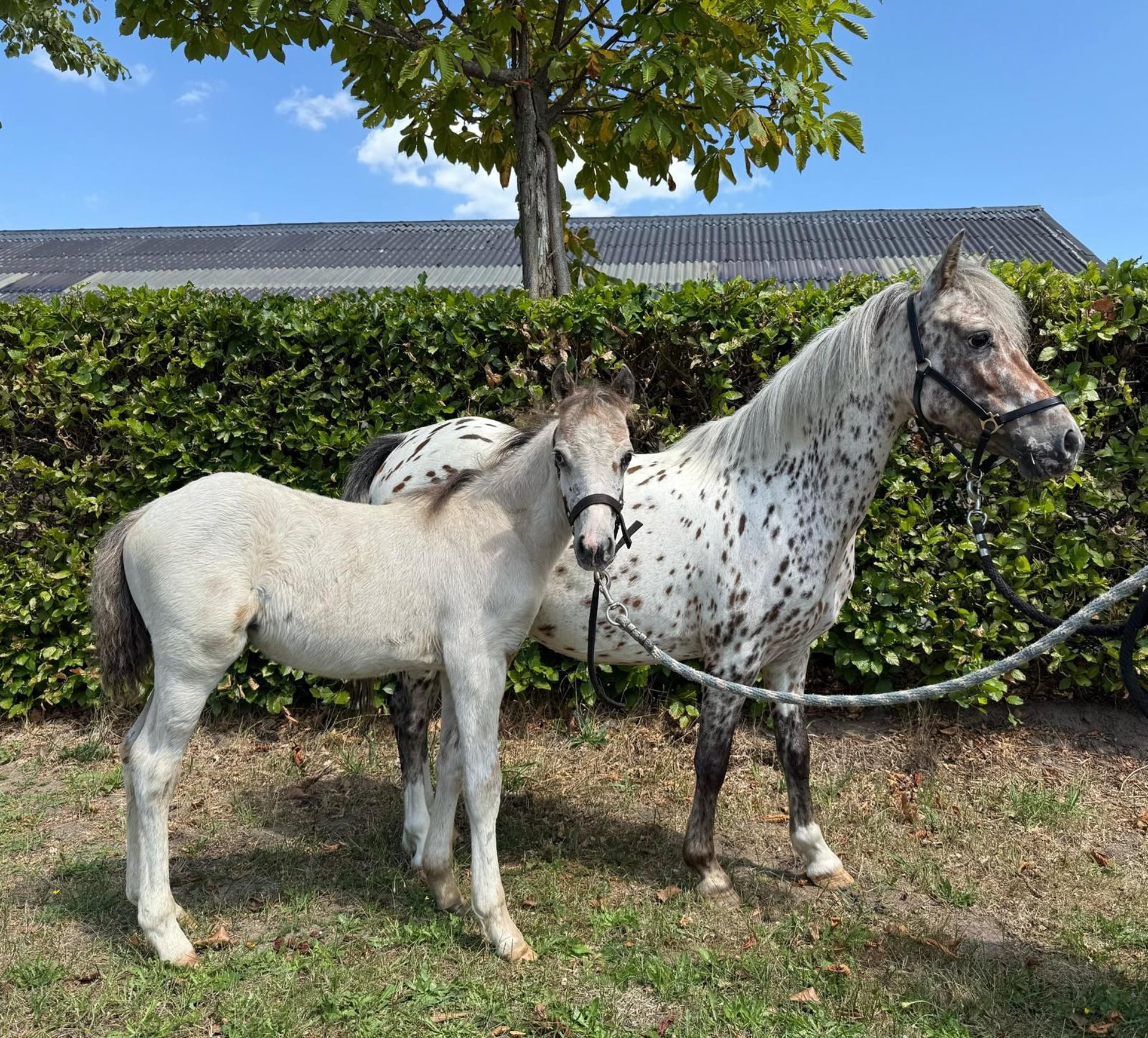 その他 APOLLO GAL LEOPARD ver Appaloosa Mare 6 years 11 hh Leopard-Piebald in GROTE-BROGEL
