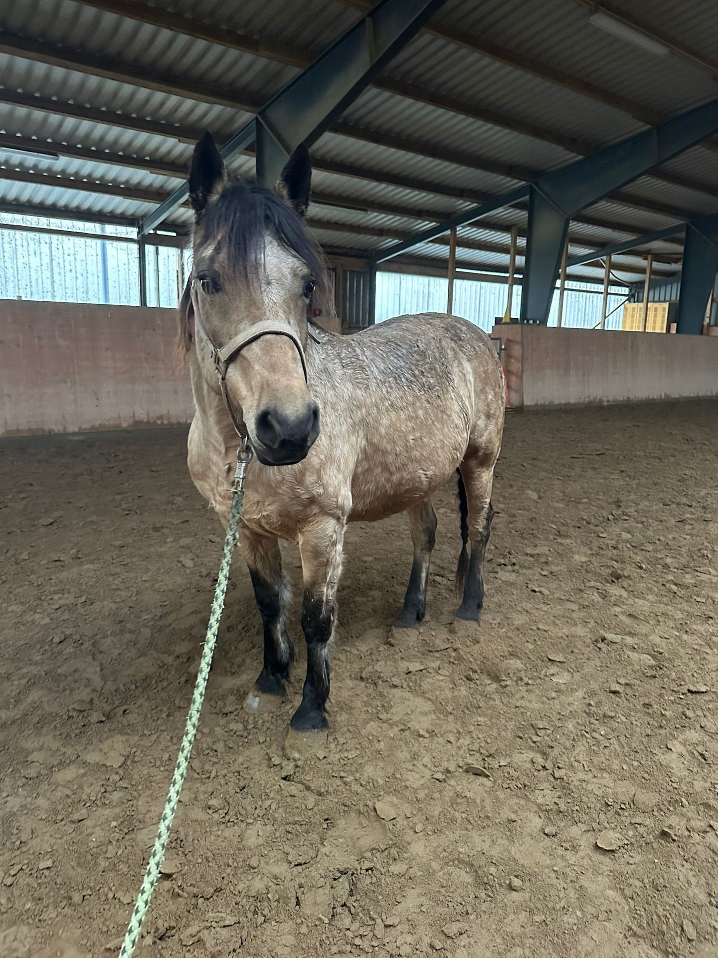 Connemara Mix Stute 13 Jahre 143 cm Buckskin in Butzbach