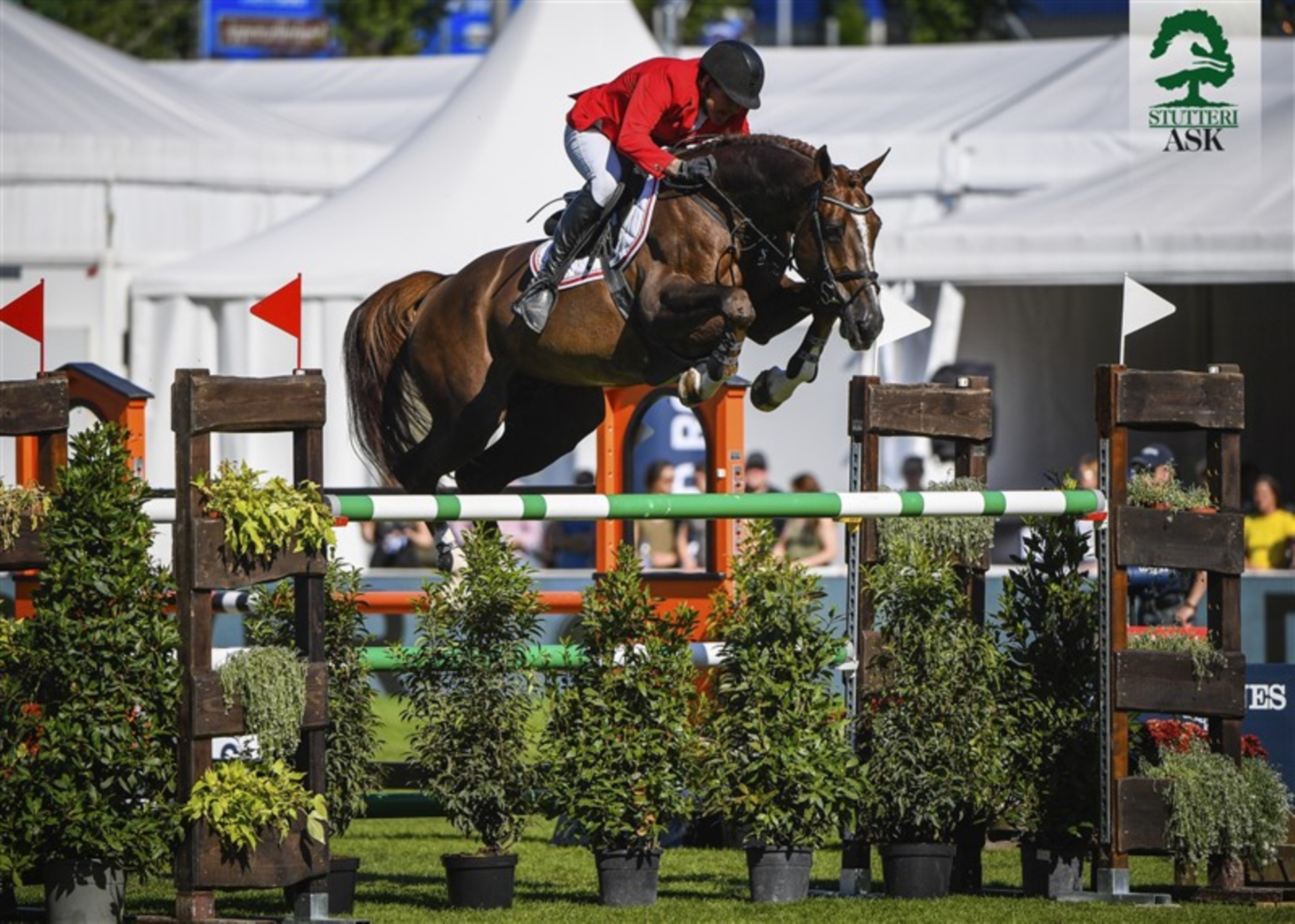 TODT UN PRINCE ASK Selle Français Stallion Chestnut in Martofte