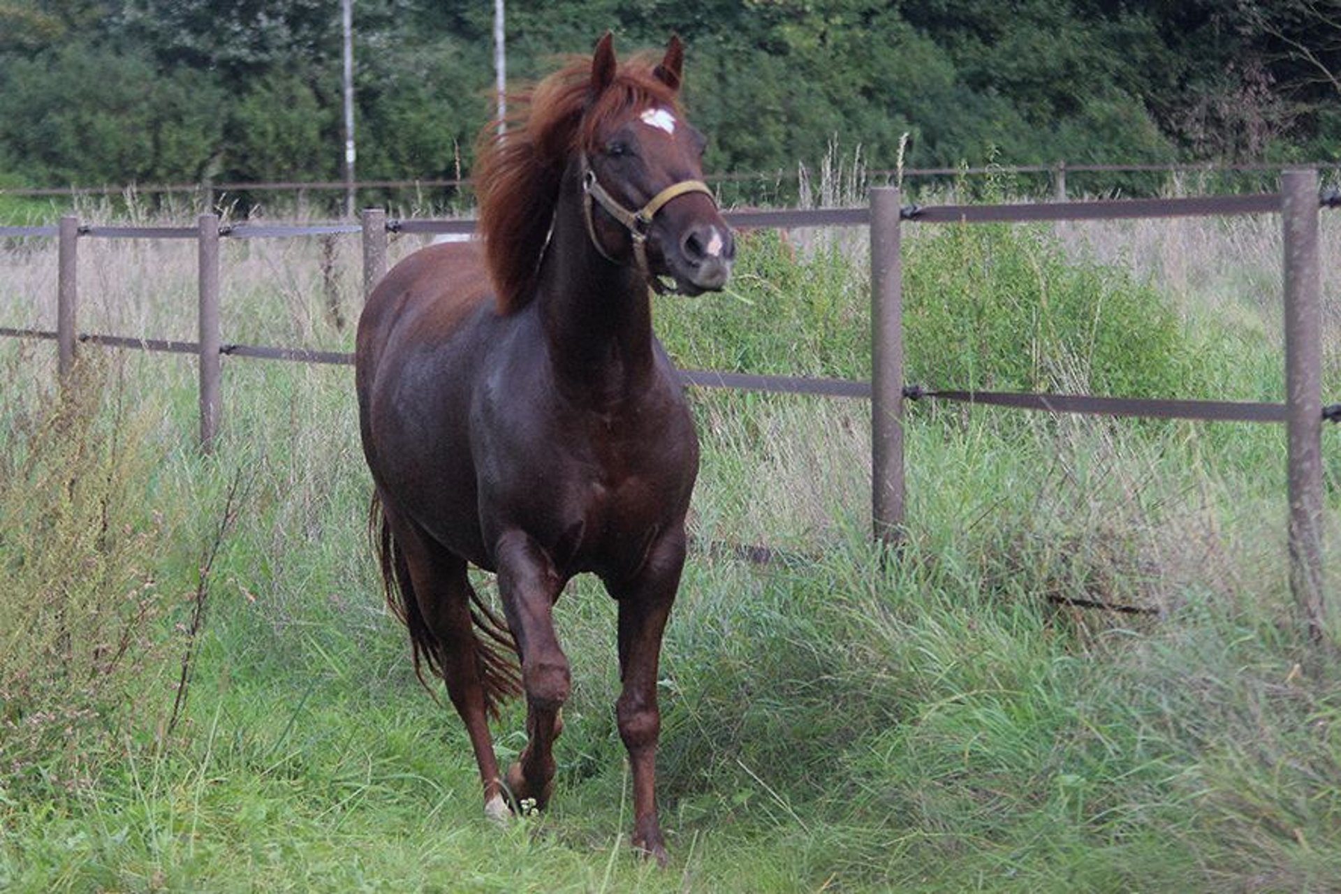 Appaloosa Stute 6 Jahre 148 cm Dunkelfuchs in Ratingen