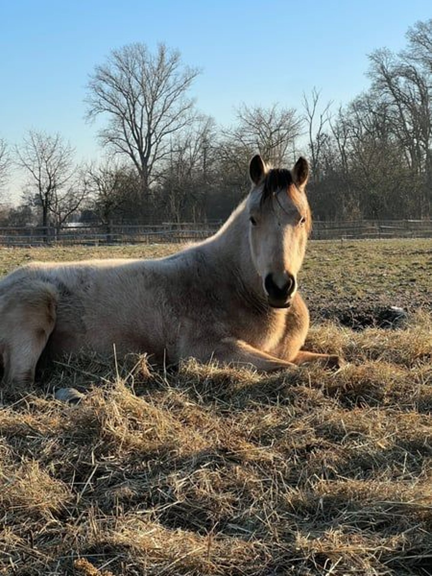 Deutsches Reitpony Stute 3 Jahre 148 Cm Braunfalbschimmel In Teltow