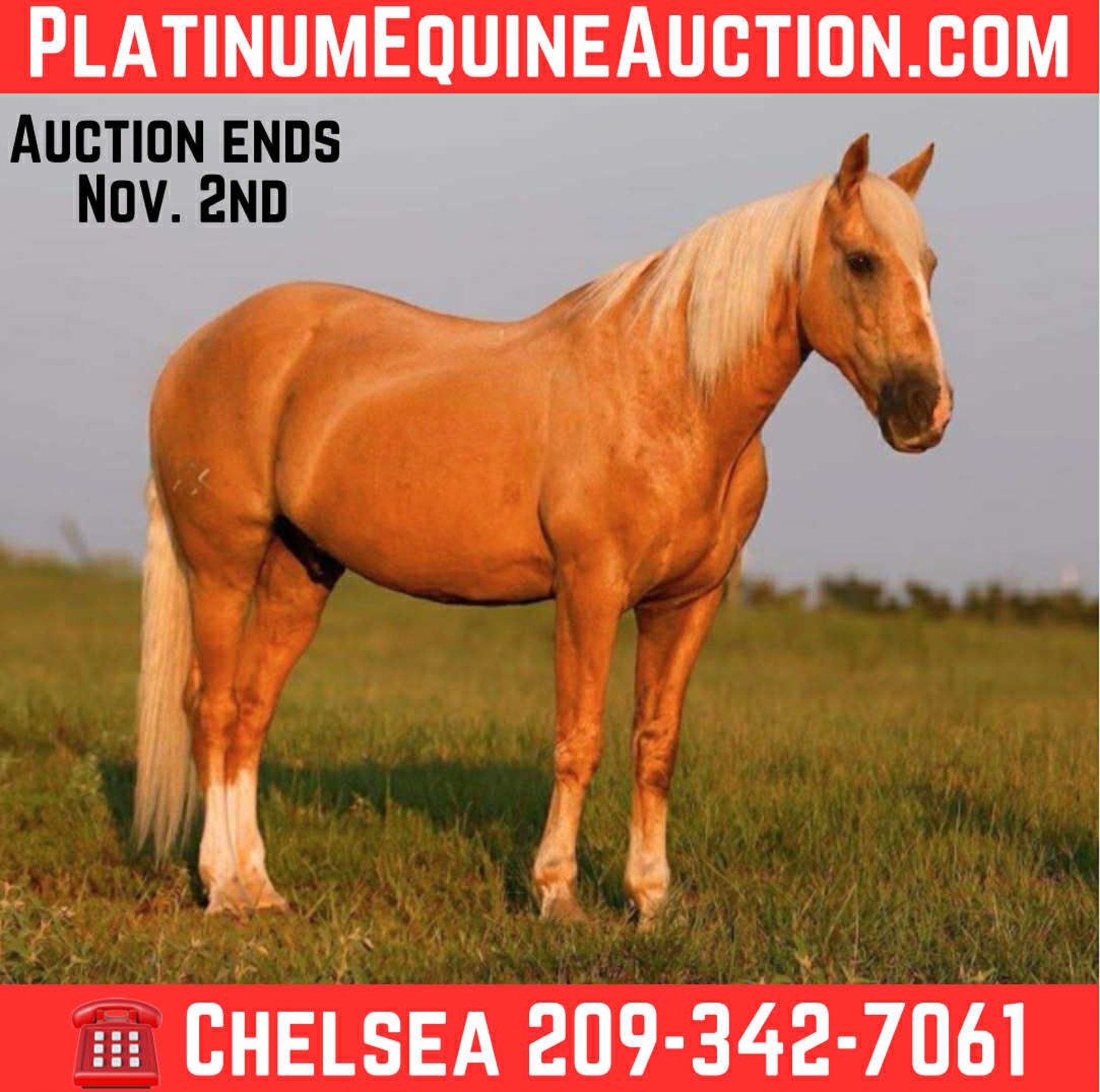 American Quarter Horse Ruin 11 Jaar 152 cm Palomino in Mt Vernon TX