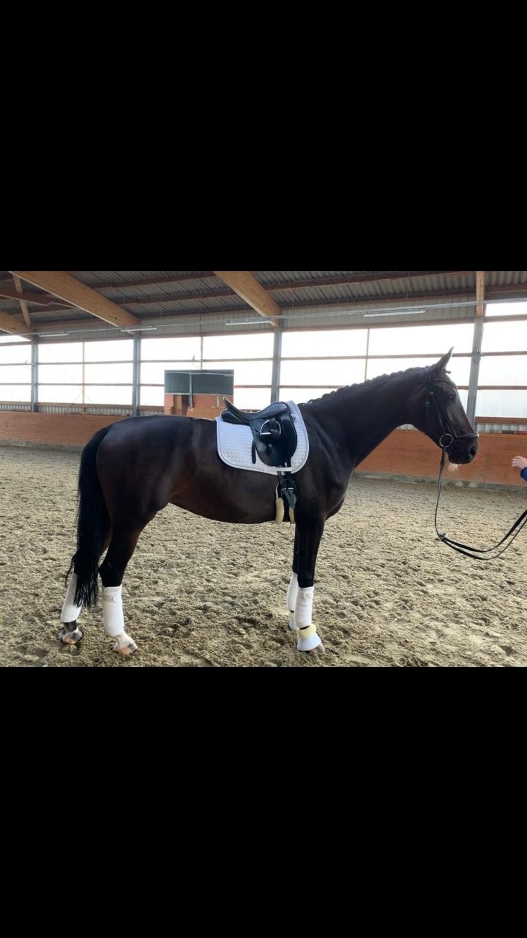 Westfale Stute 10 Jahre 170 cm Brauner in Much