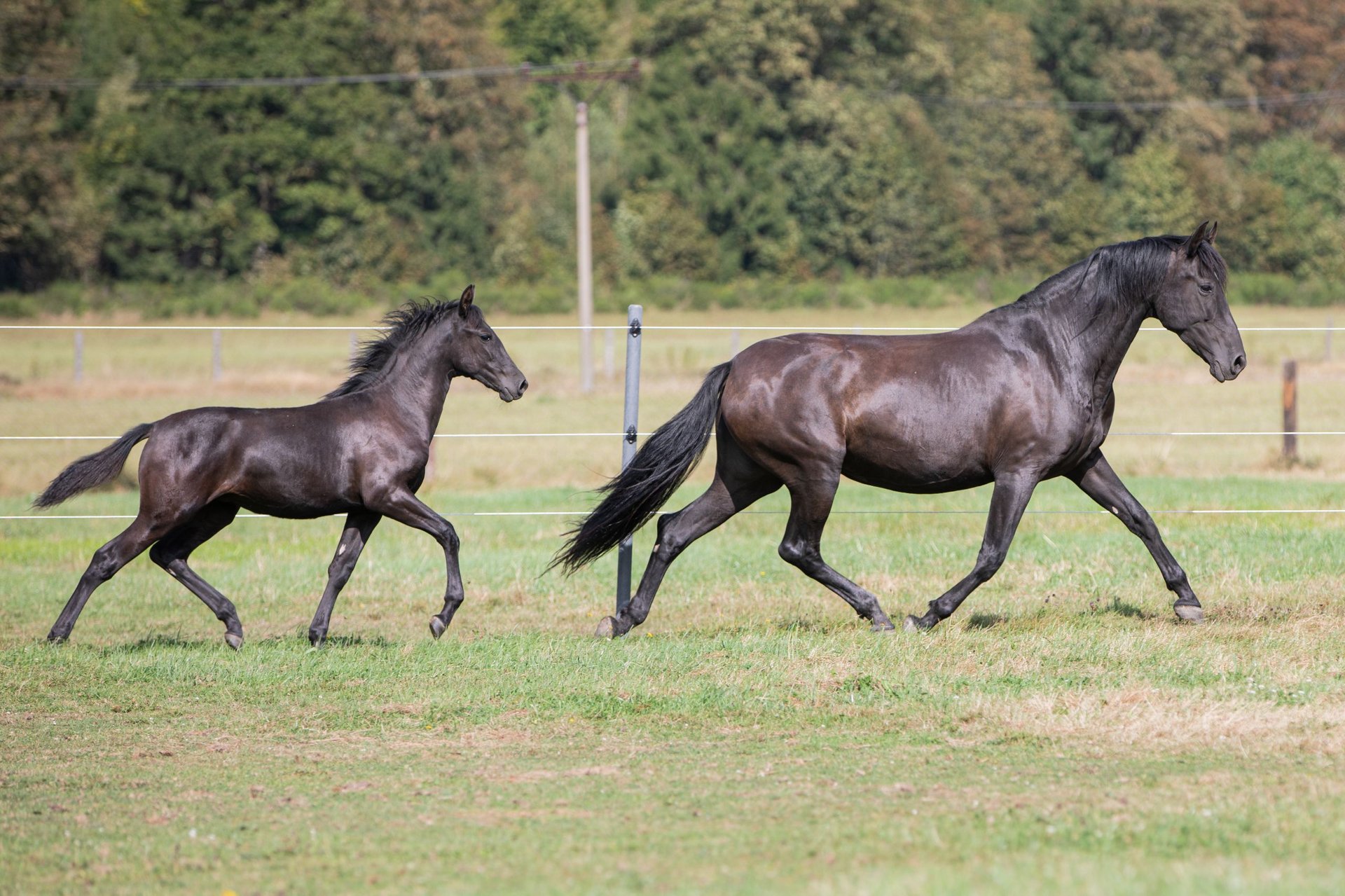 PRE Stute Fohlen (04/2024) 165 cm Rappe in Nová Bystřice