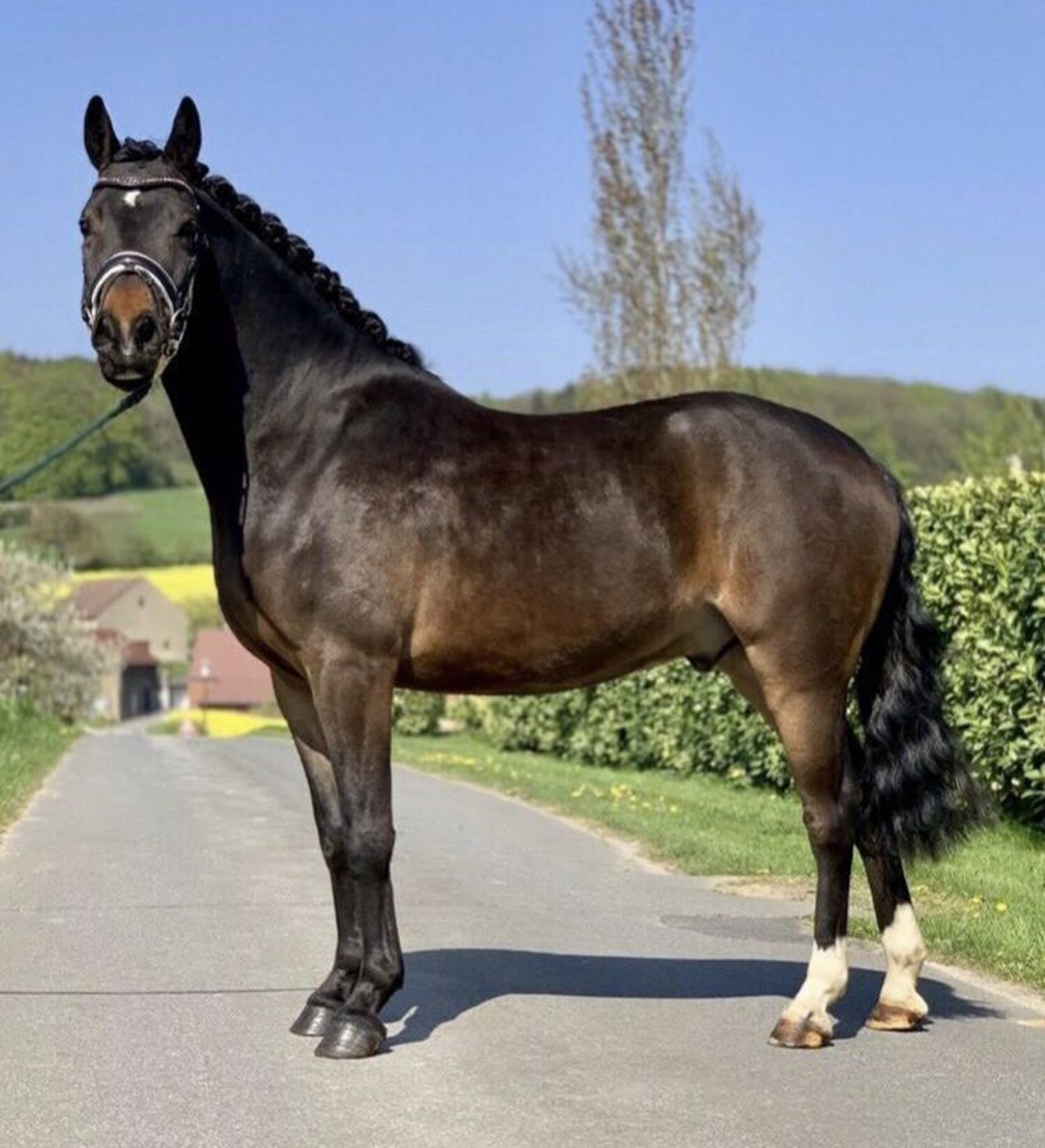 Deutsches Reitpony Wallach 9 Jahre 140 Cm Dunkelbrauner In Gütersloh