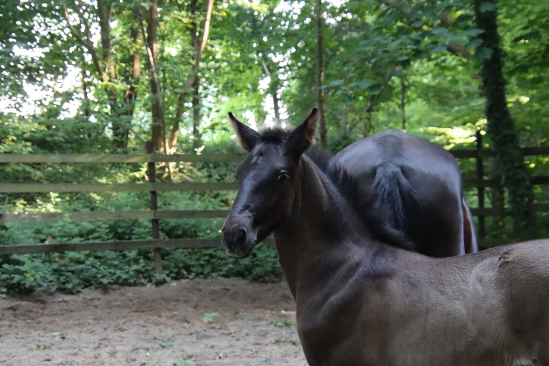 PRE Hengst Rappe in Pellenberg