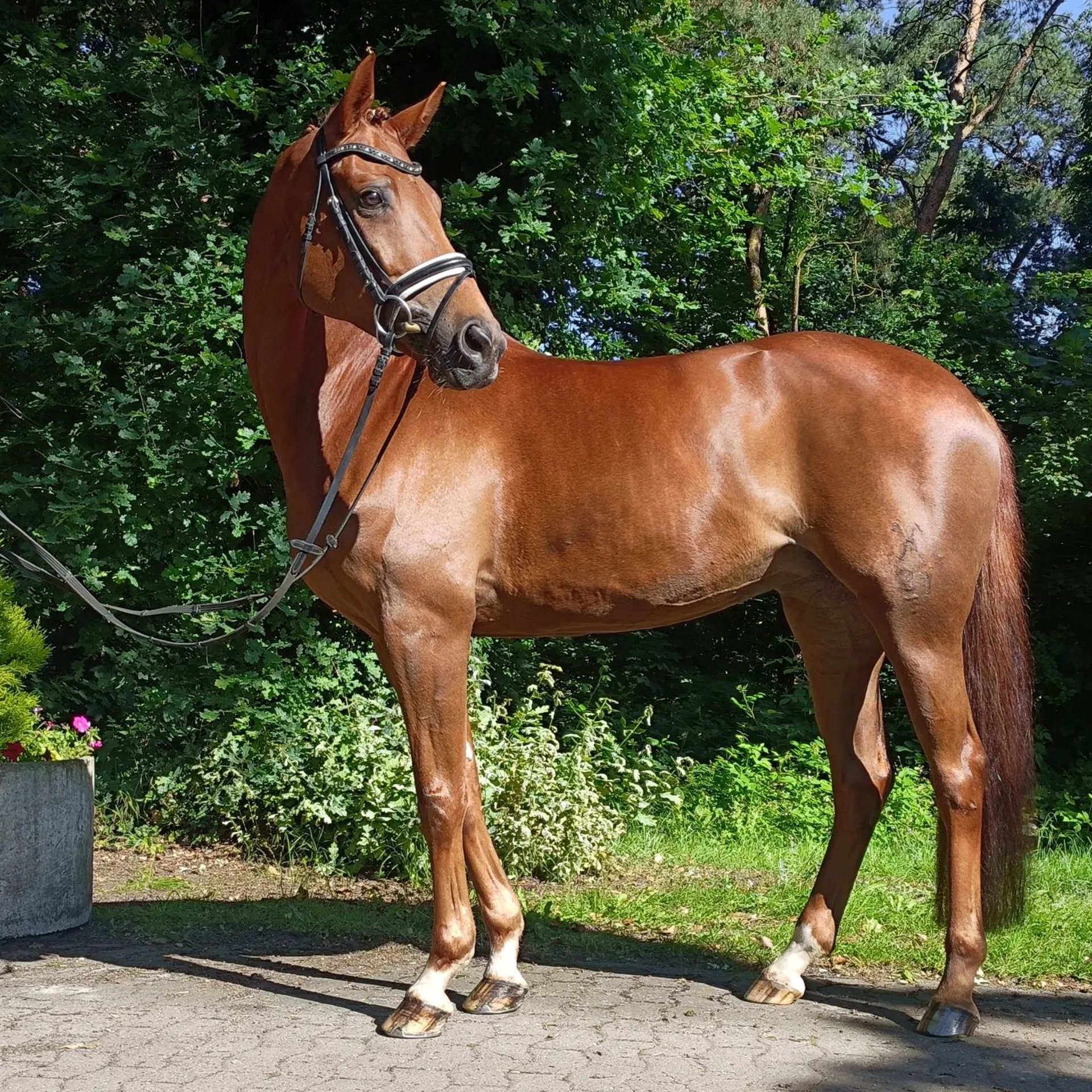 Hannover Stallone 10 Anni 168 cm Sauro in Barenburg