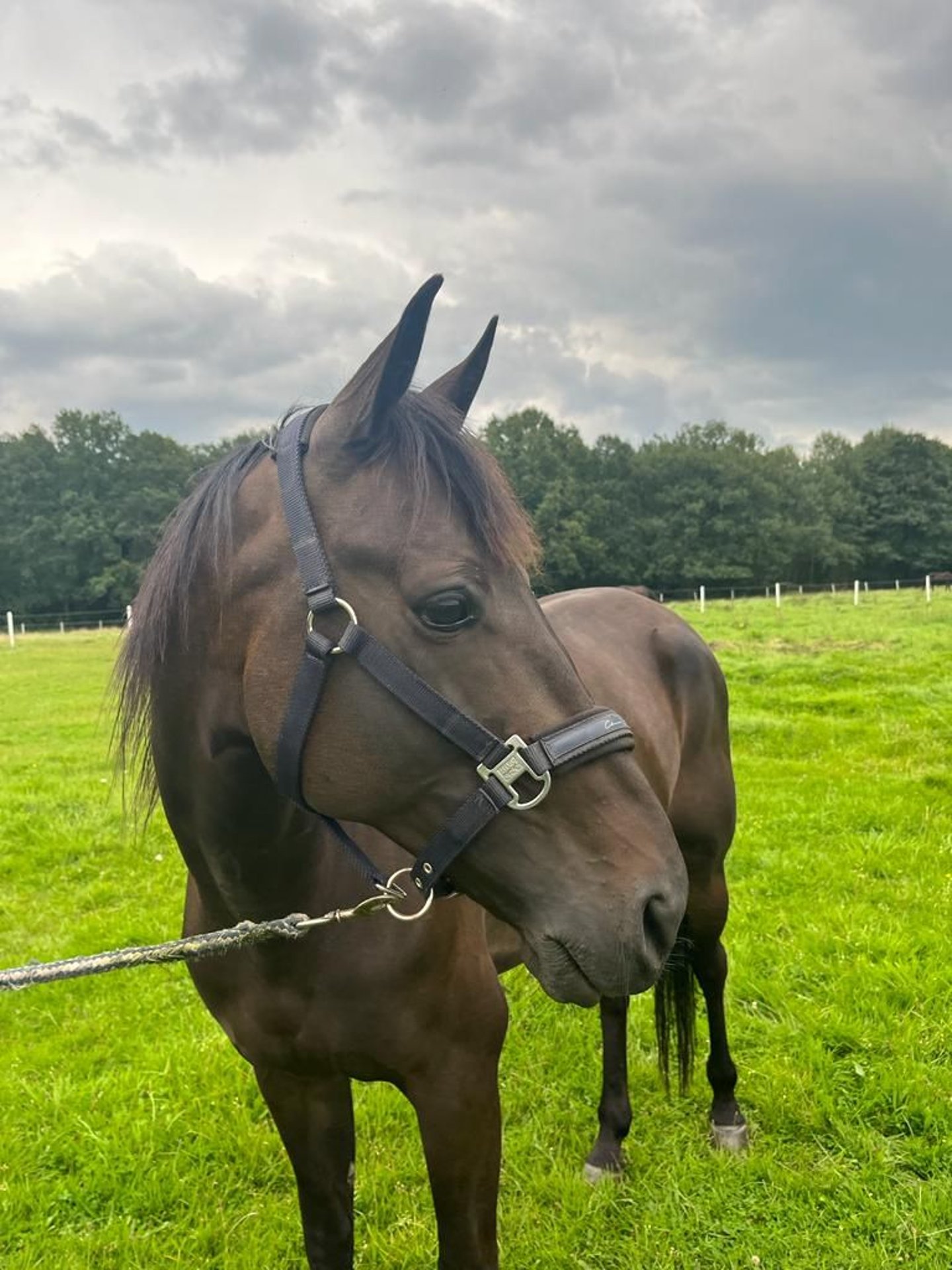 Deutscher Traber Wallach 4 Jahre 156 cm Dunkelbrauner in Hamburg Tonndorf