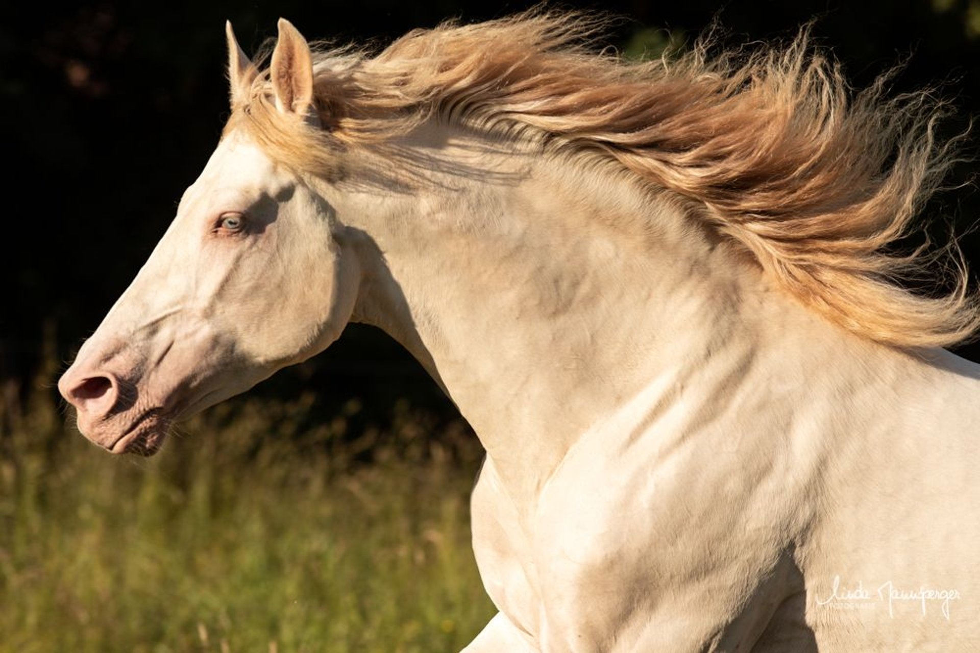 PRE Stallion Perlino in Feuchtwangen