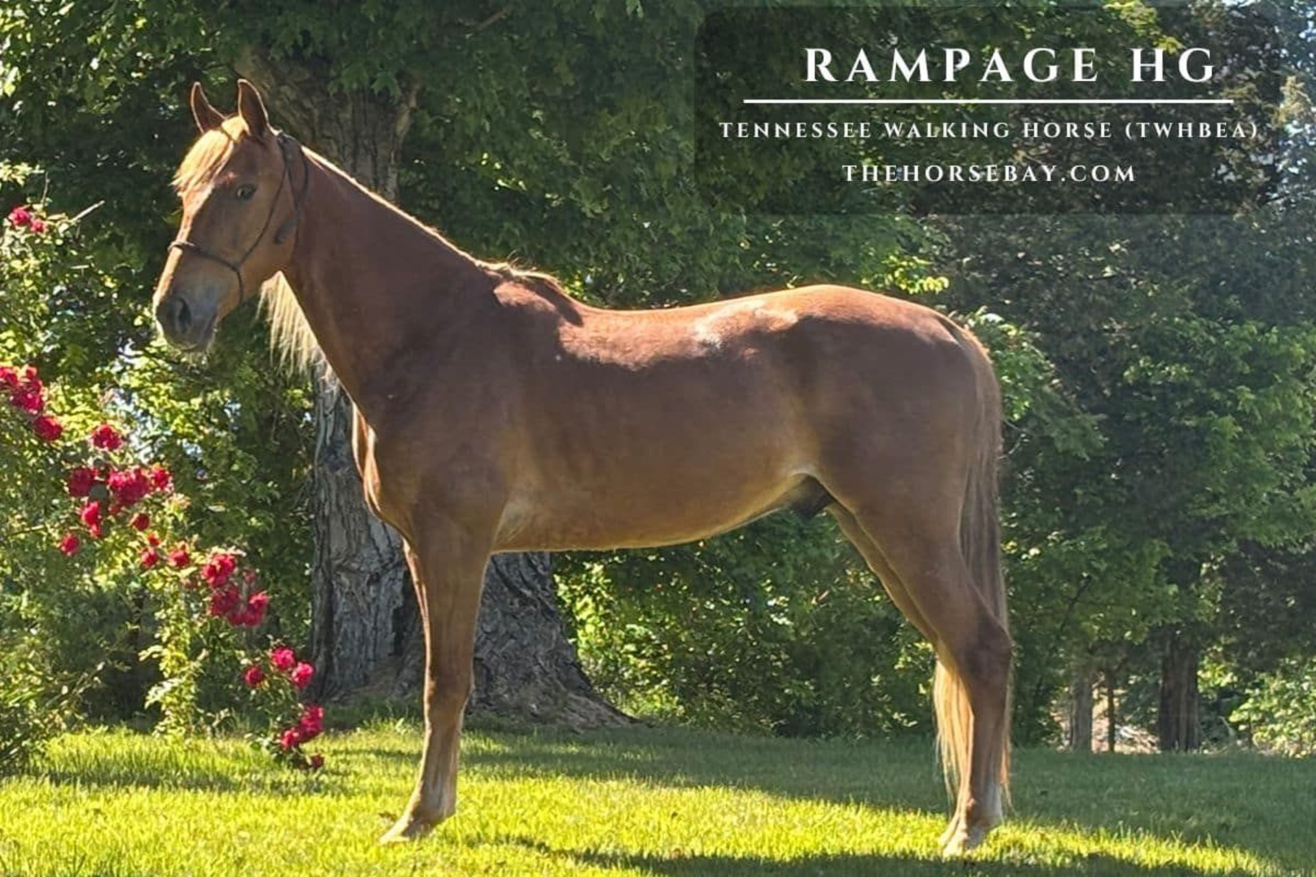 Tennessee walking horse Gelding 4 years 15 hh Sorrel in Bowling