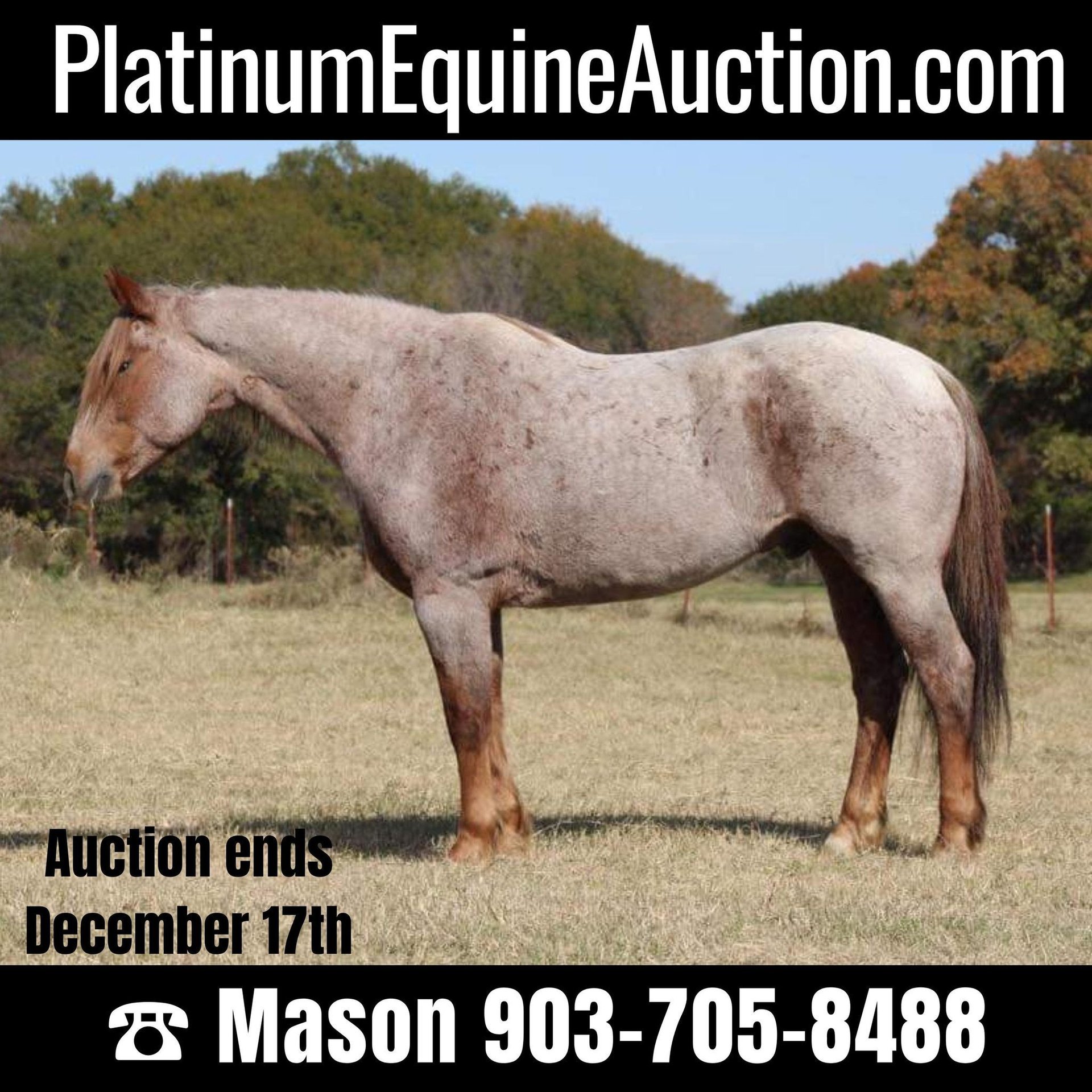 American Quarter Horse Gelding 13 years 15,2 hh RoanRed in Canton TX