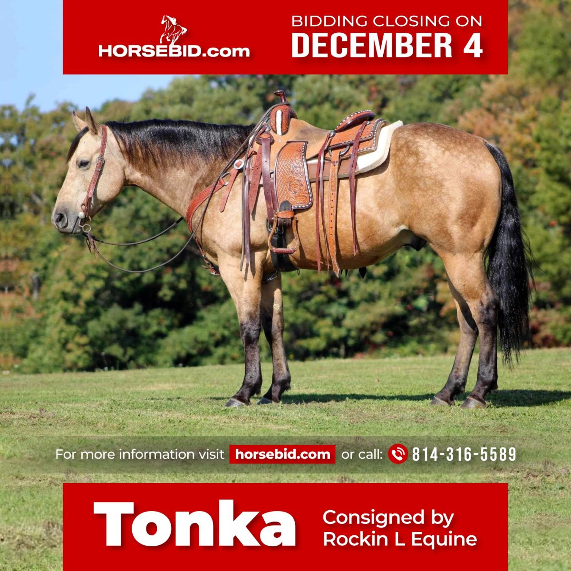 American Quarter Horse Wallach 9 Jahre 150 cm Buckskin in Shippenville, PA