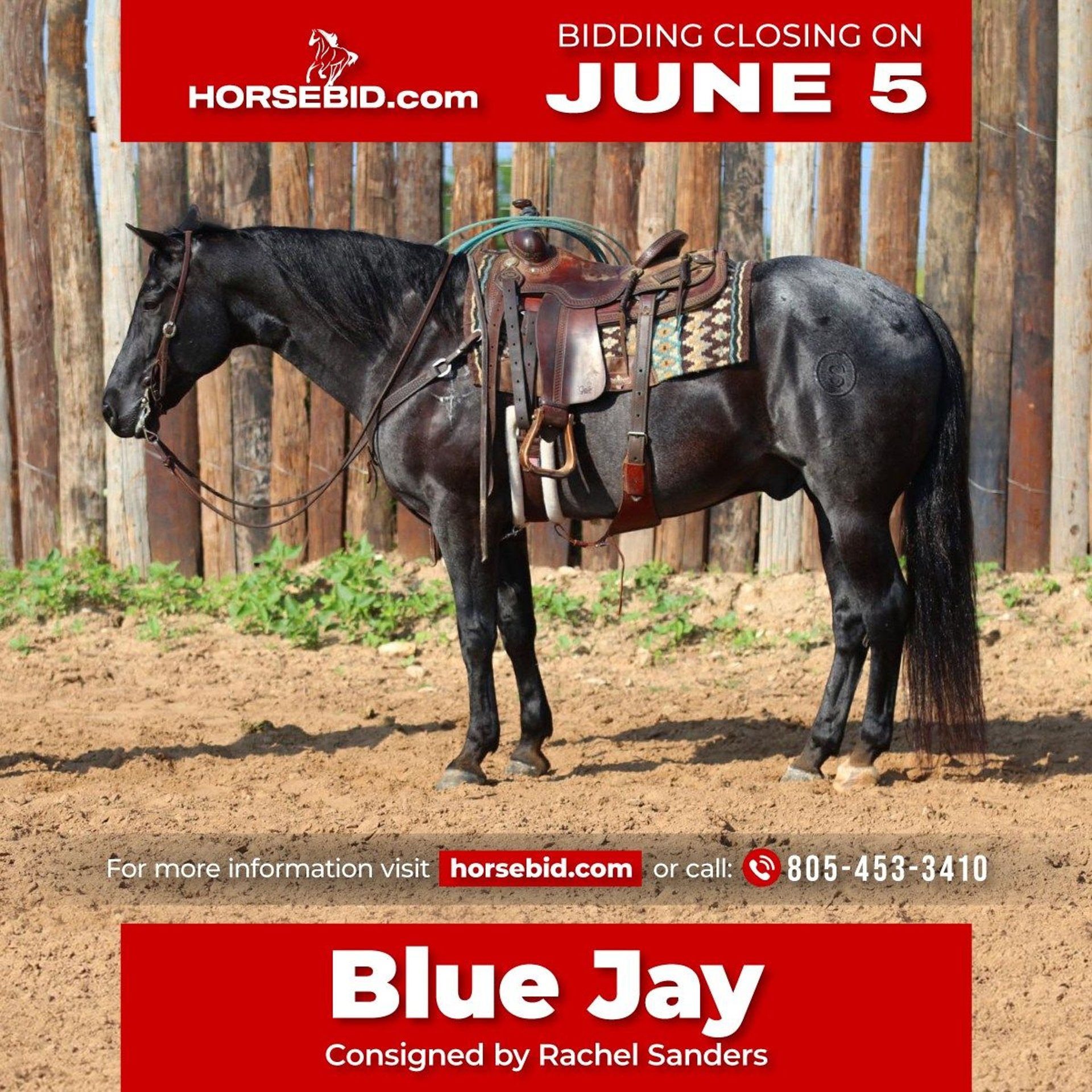 American Quarter Horse Gelding 10 years RoanBlue in Joshua, TX