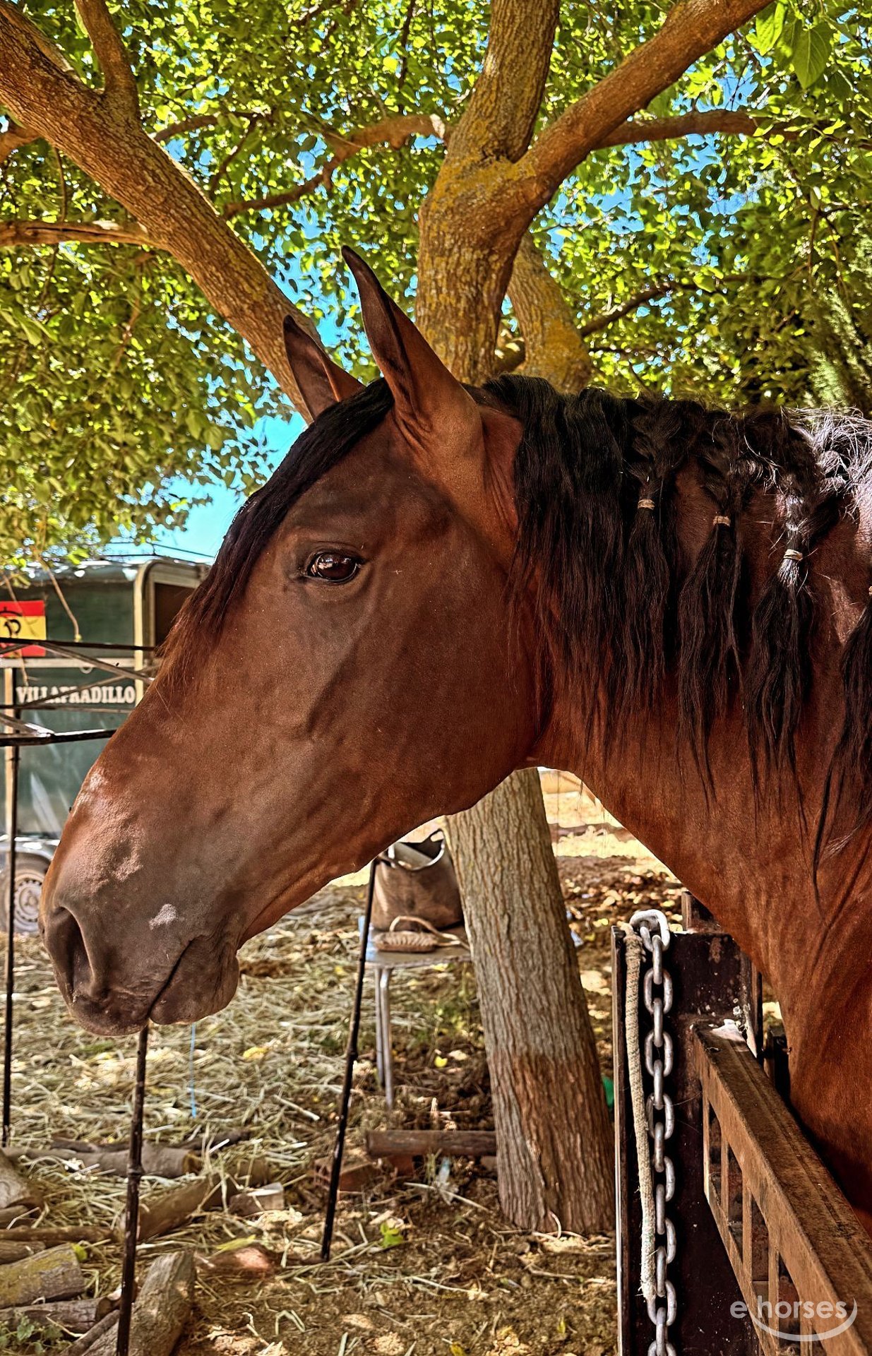 PRE Mix Stallion 3 years 16,2 hh Bay in Ubeda