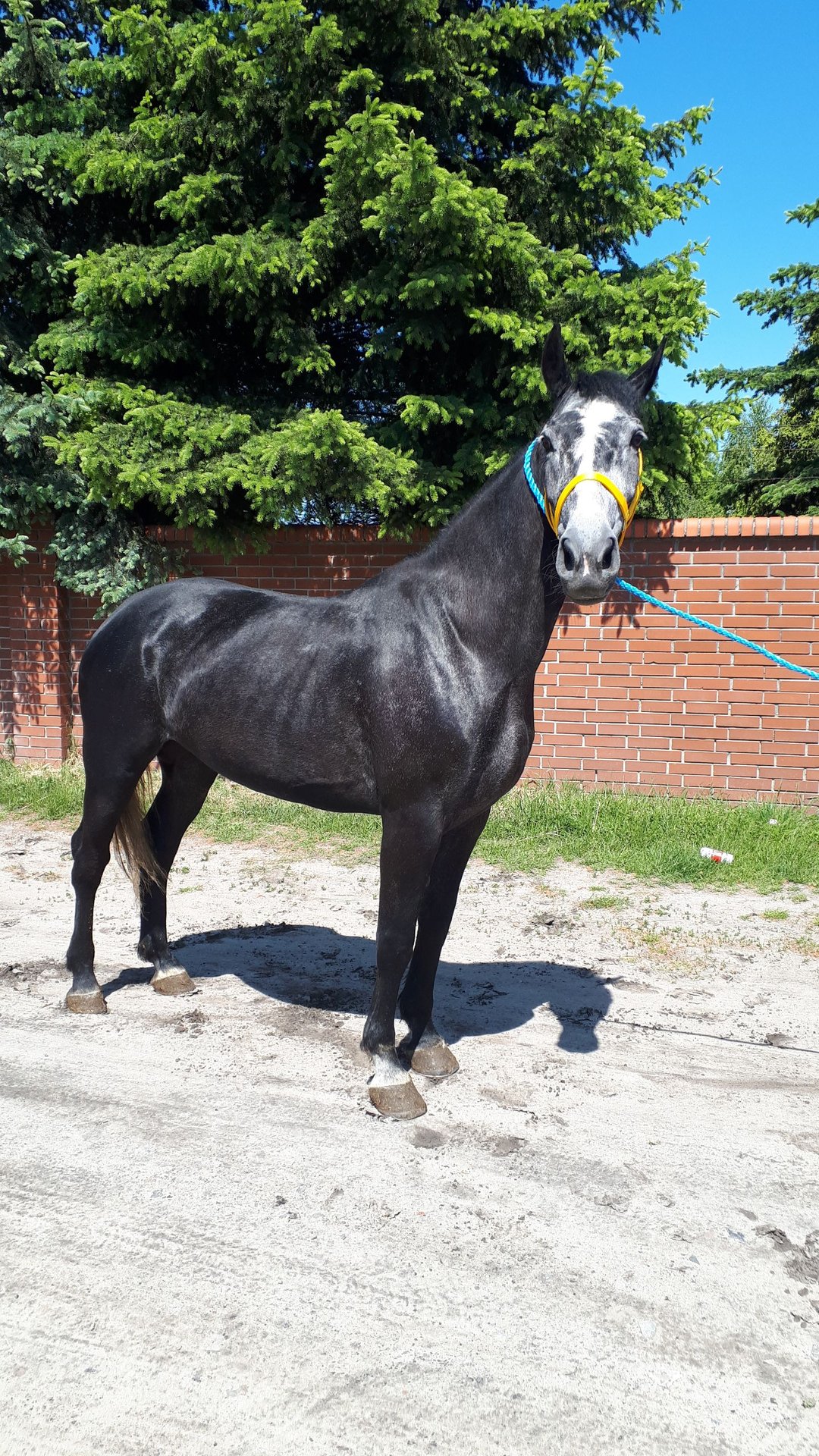 Fascione Double Busse Per Cavalli - Nero, Circonferenza 165-235 Cm, Per Warmblut E Pony