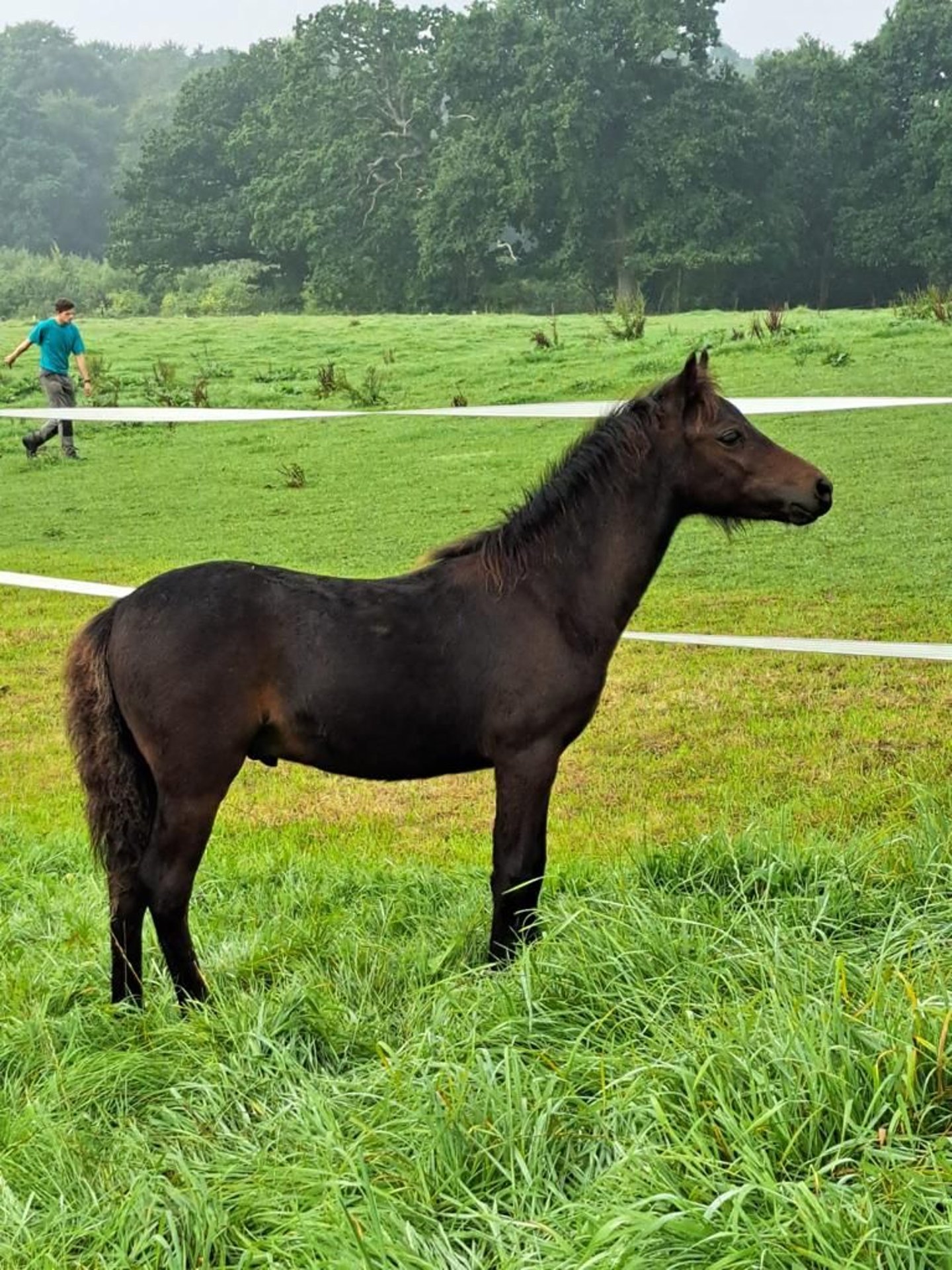 Dartmoor Hengst Fohlen (05/2023) 90 cm Brauner in Altenhof