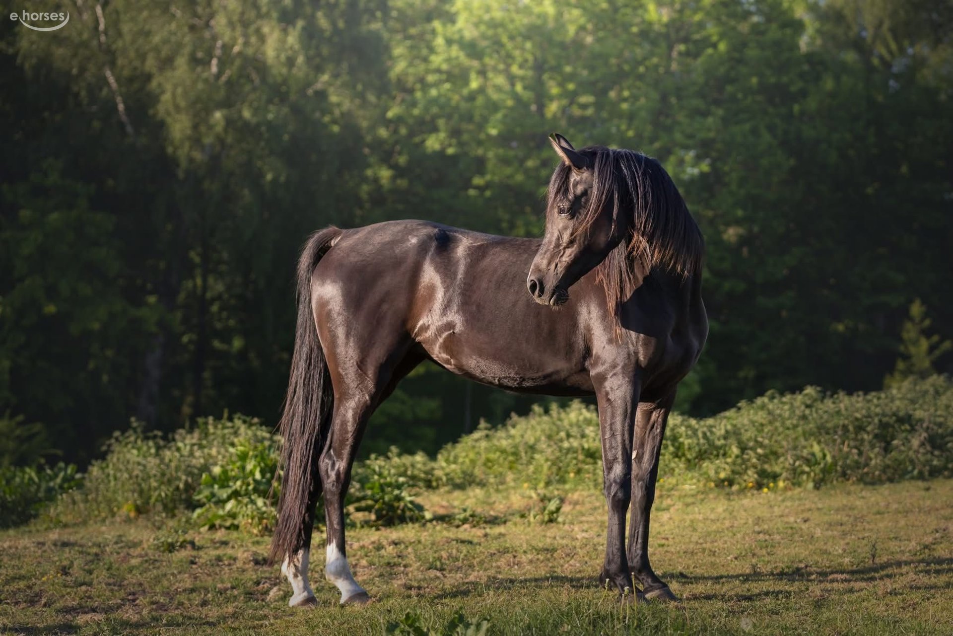 Volbloed Arabier Merrie 4 Jaar 155 cm Zwart in Hobro