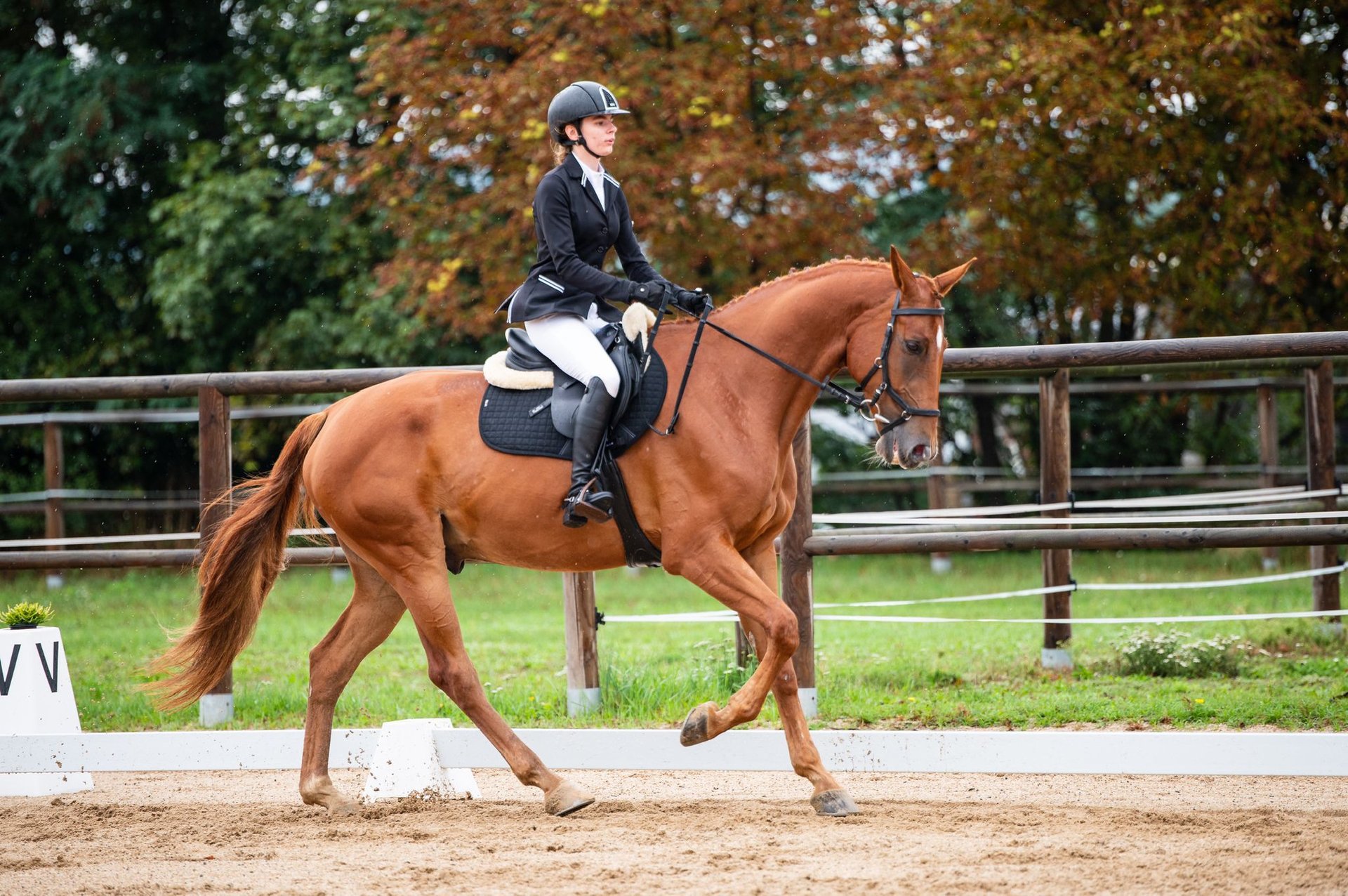 Slowakisches Warmblut Wallach 7 Jahre 170 cm Fuchs in Brno