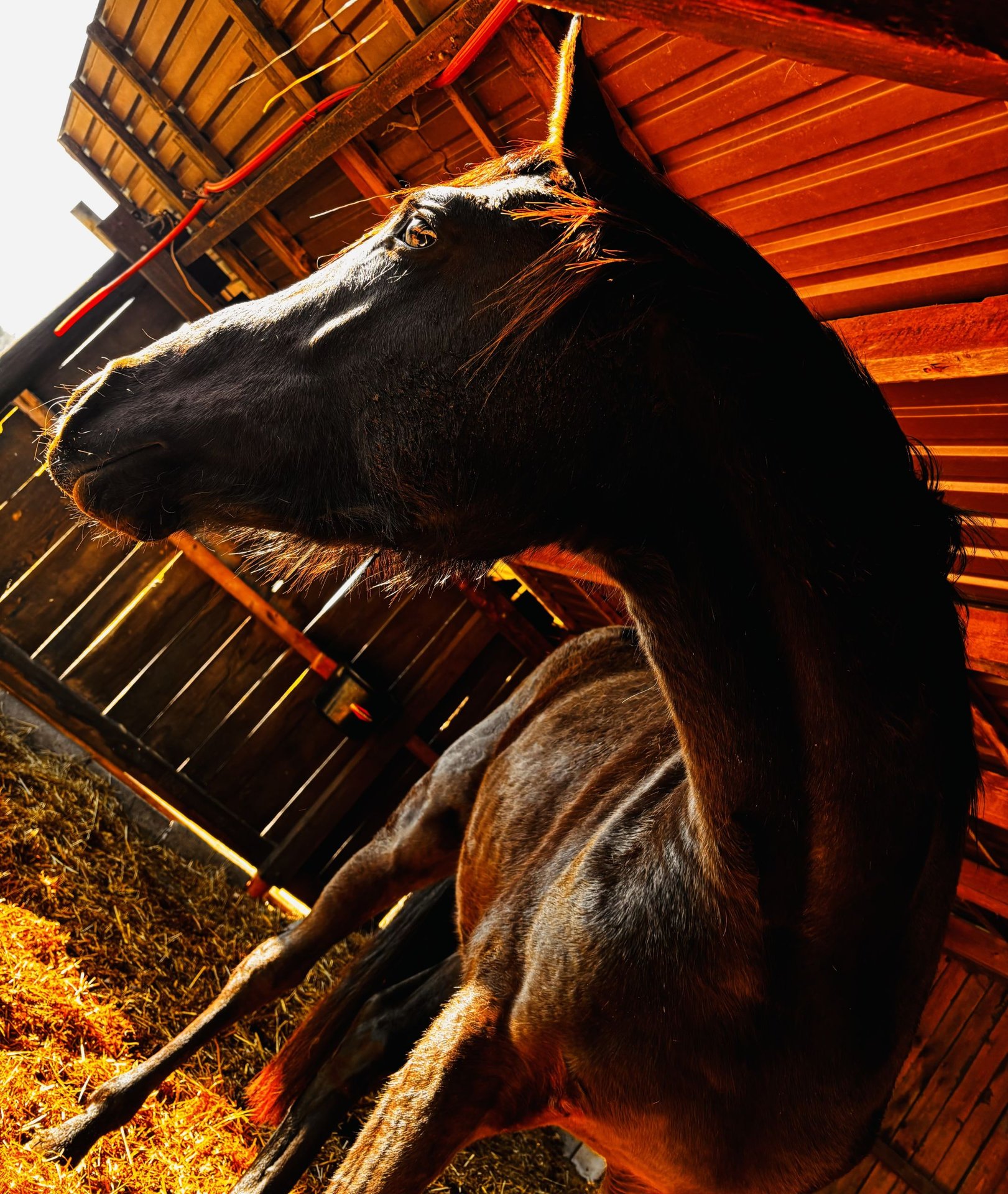 Bad Stallion Oldenburg Stallion 3 years 16,1 hh Black in Bad Zwischenahn